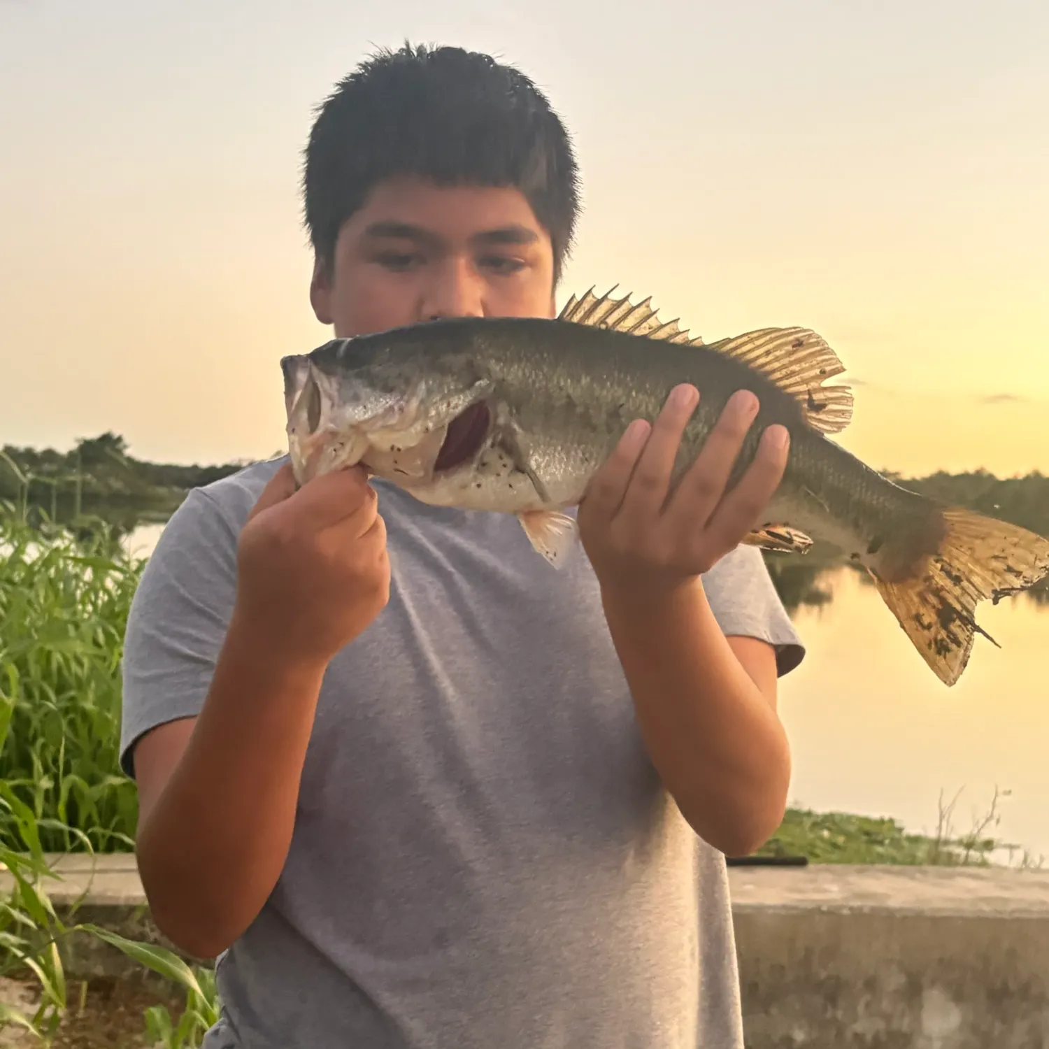 Largemouth bass caught on Fishbrain