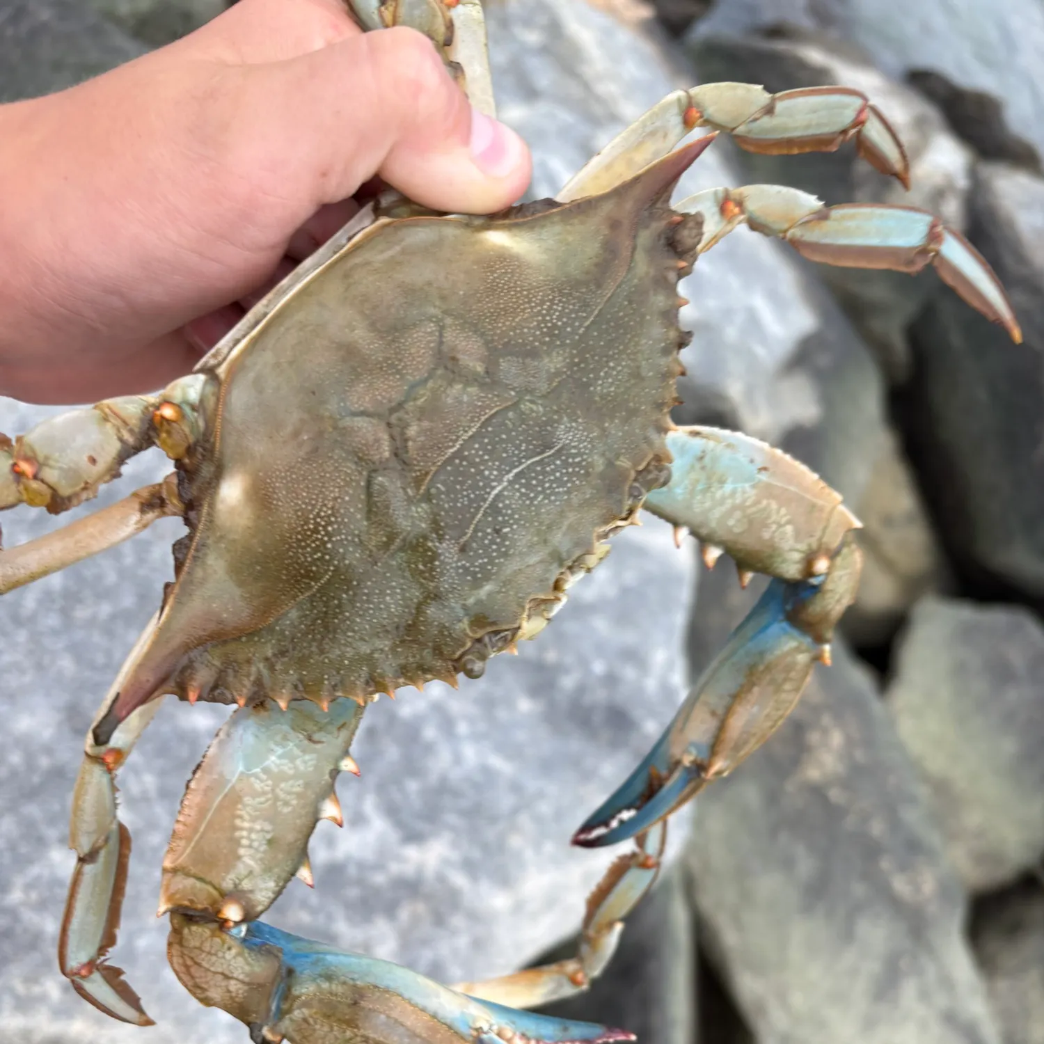 Fish caught on Fishbrain