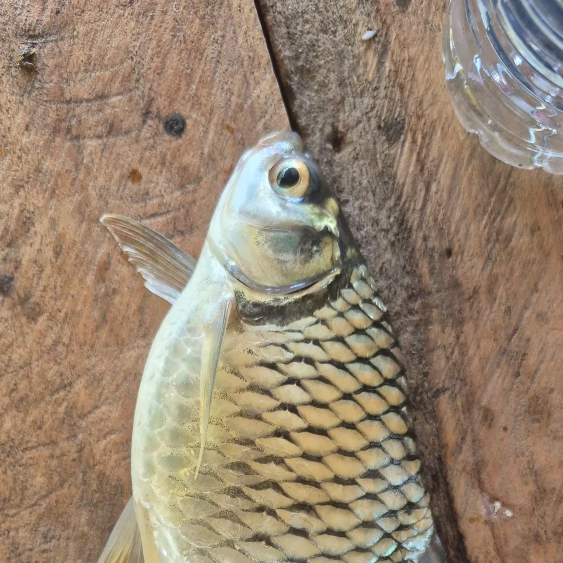 The most recent Java barb catches on Fishbrain
