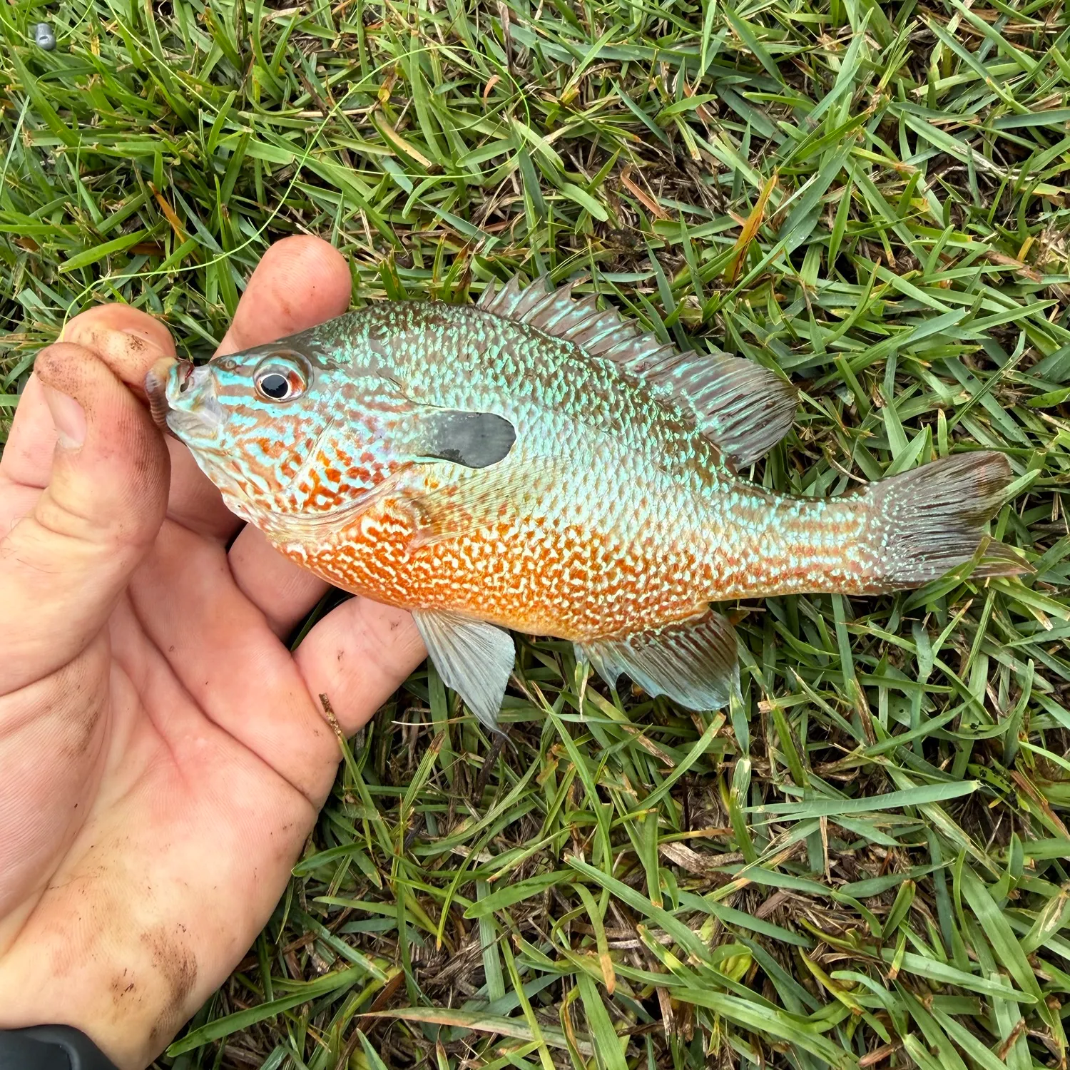 Longear sunfish caught on Fishbrain