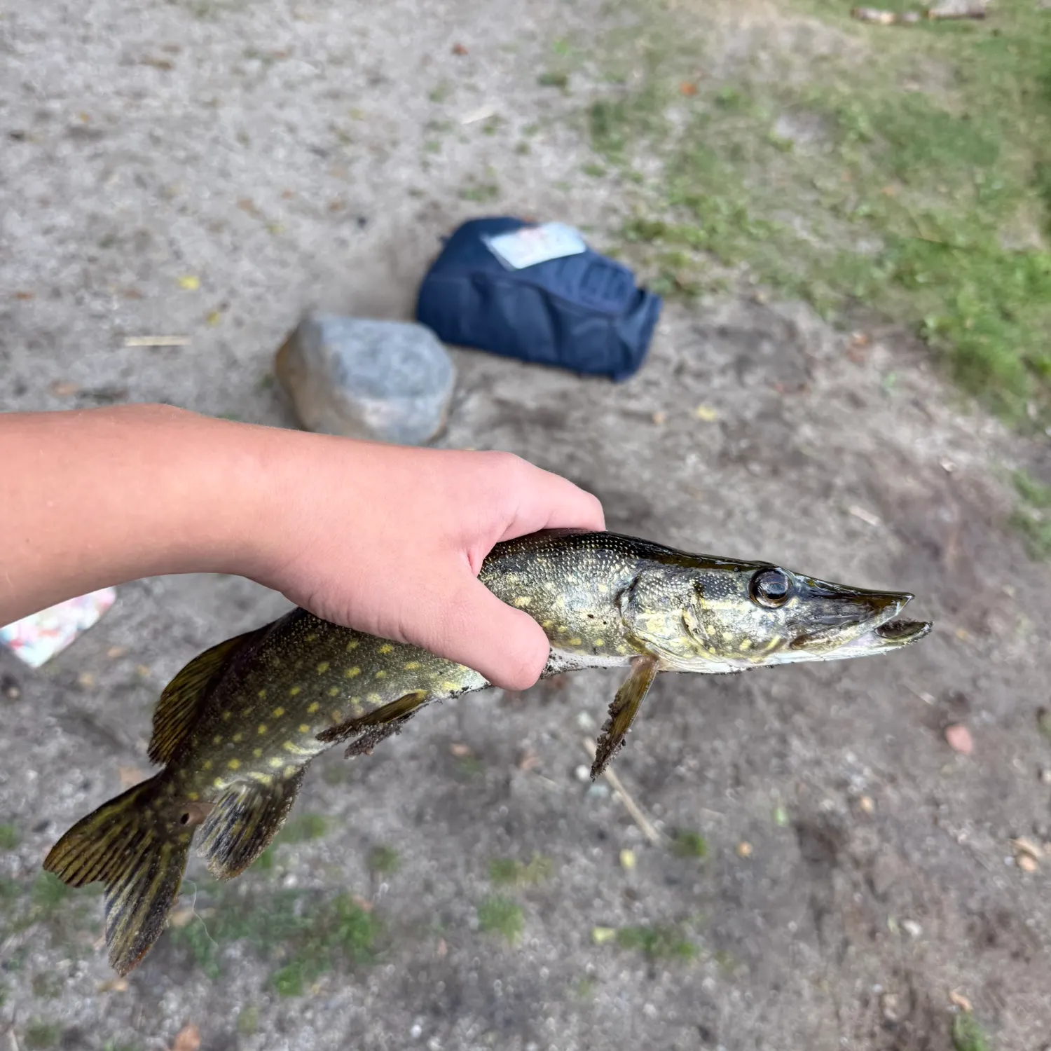 Northern pike caught on Fishbrain