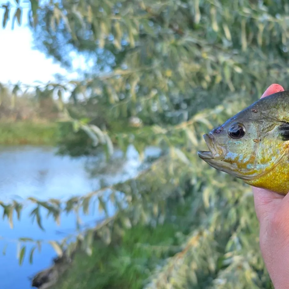 Greengill hybrid caught on Fishbrain
