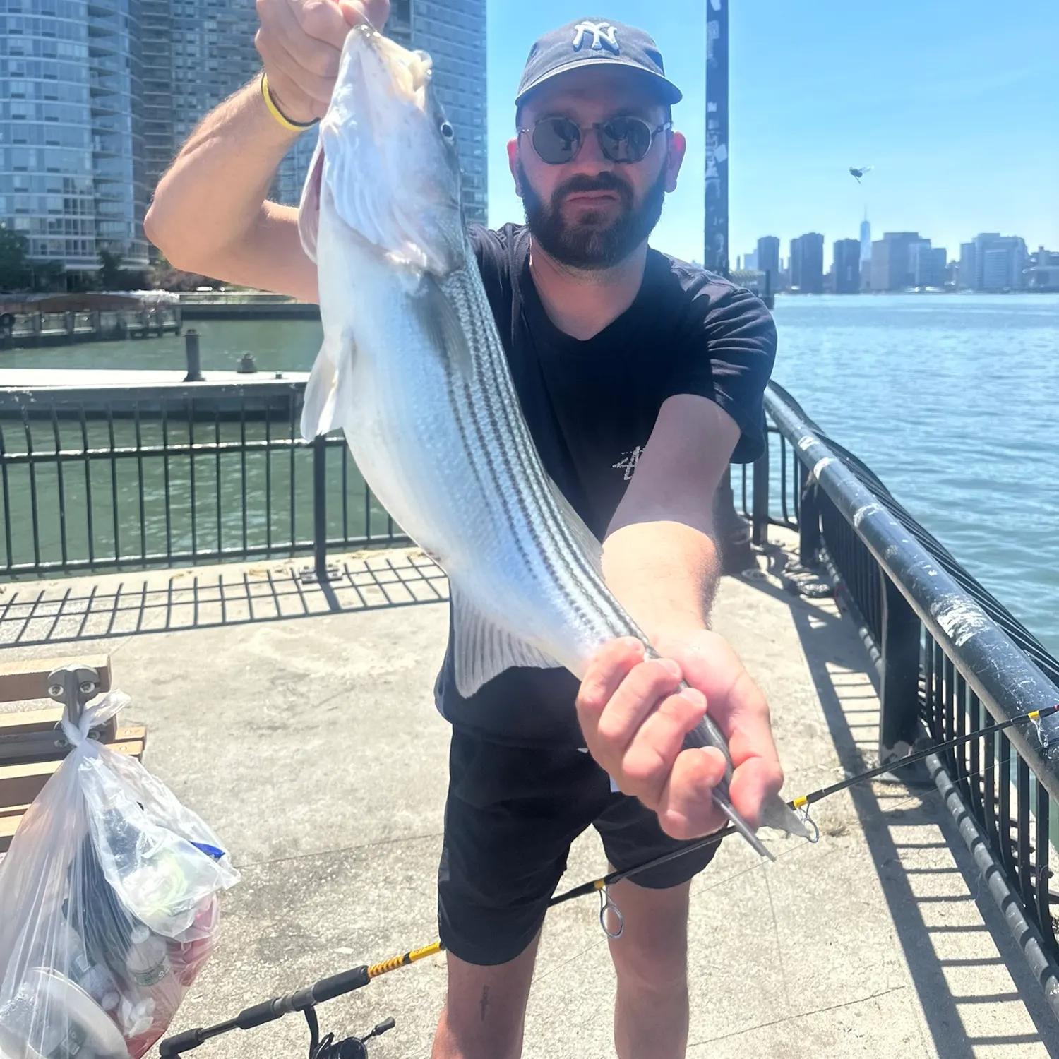 Striped bass caught on Fishbrain