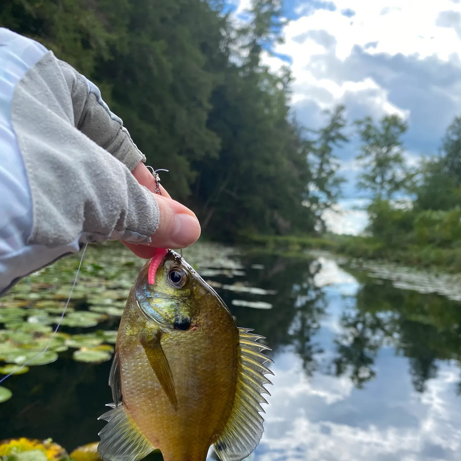 Bluegill caught on Fishbrain