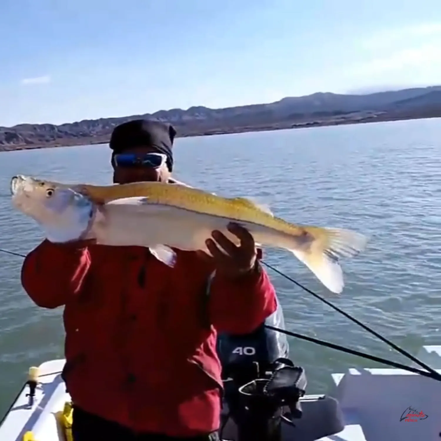 Argentinian silverside caught on Fishbrain