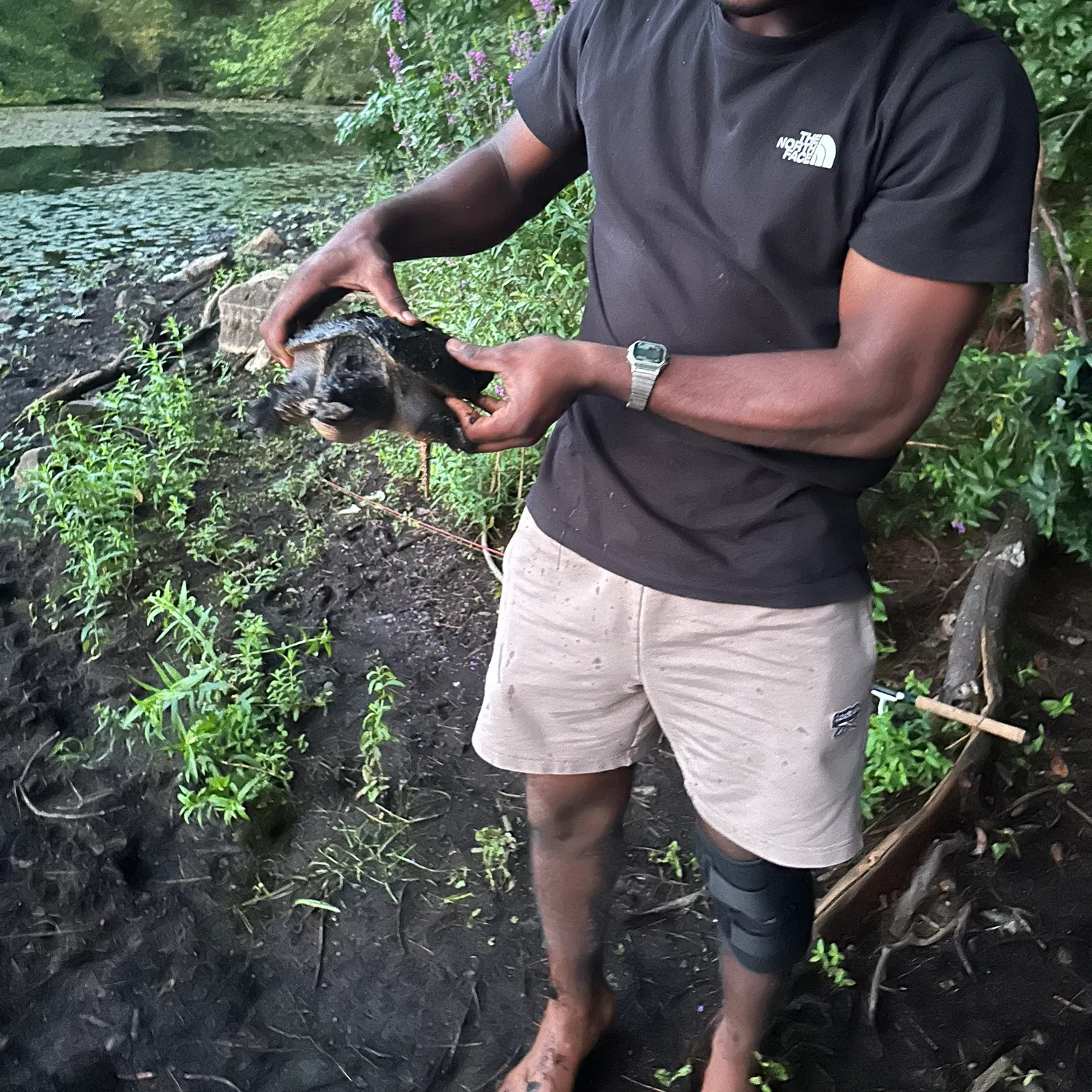 Common snapping turtle caught on Fishbrain