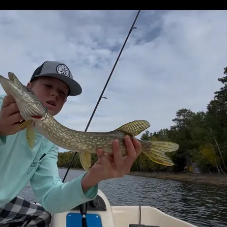 Northern pike caught on Fishbrain