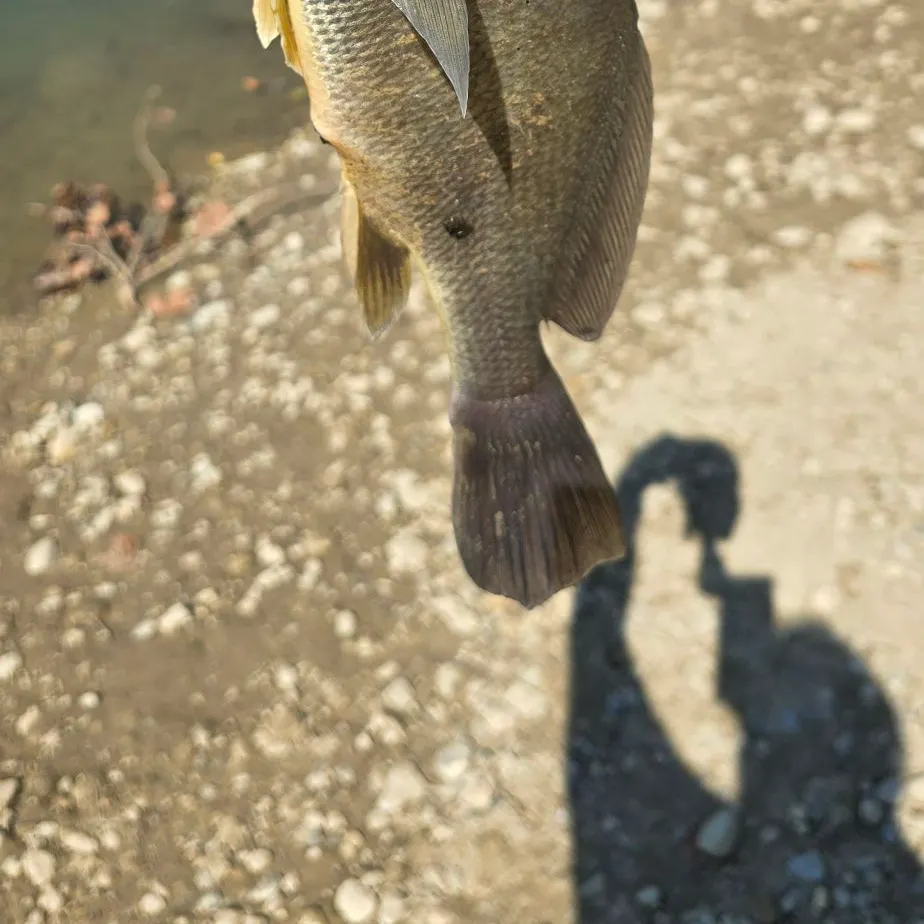 Freshwater drum caught on Fishbrain