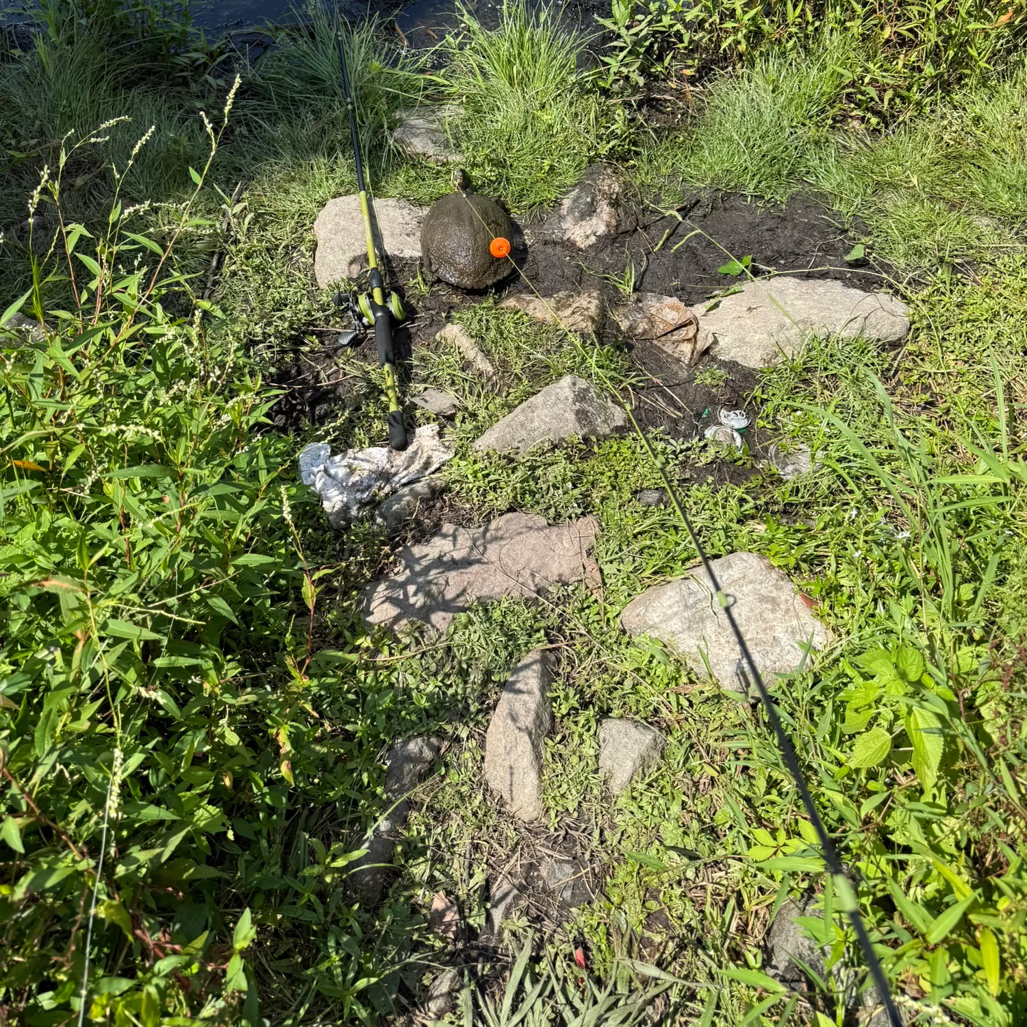 The most recent Pond slider turtle catches on Fishbrain