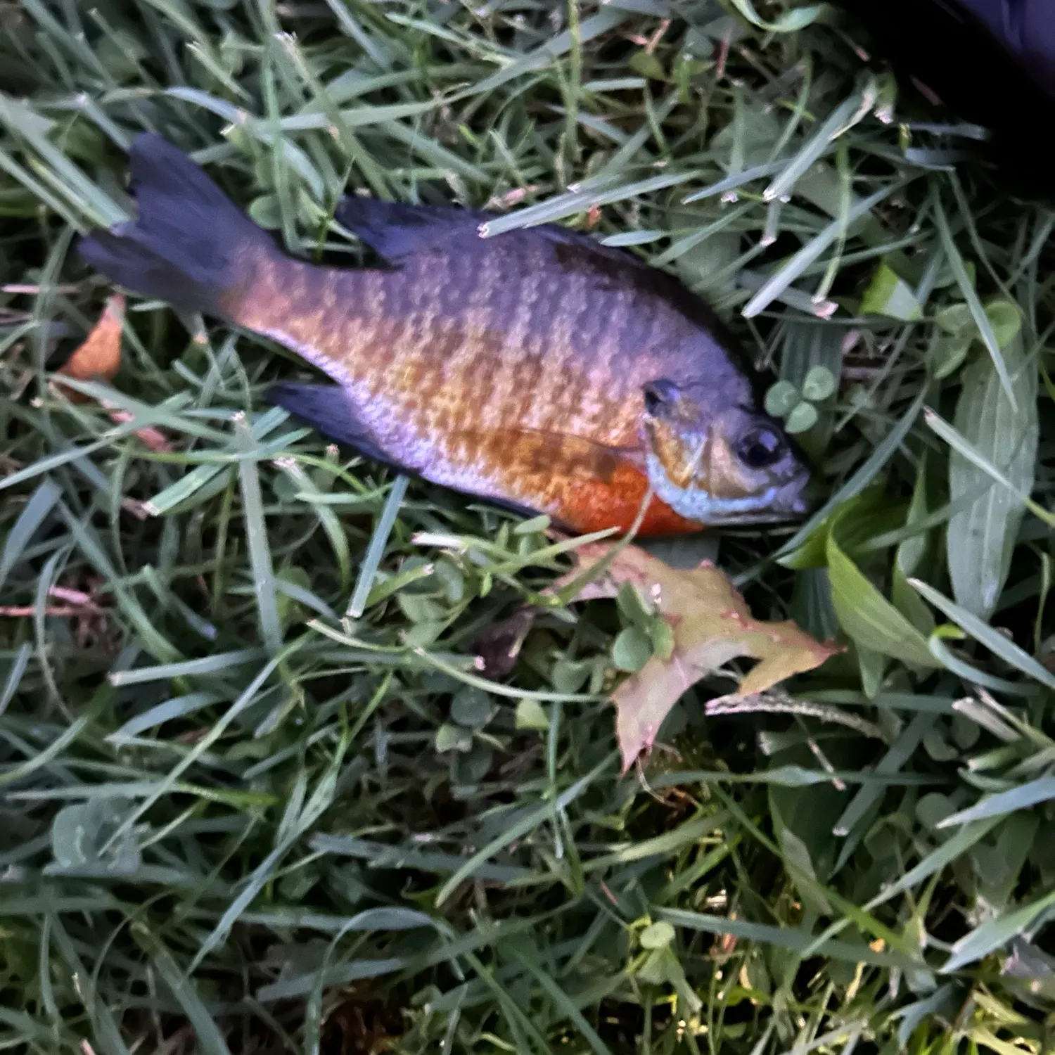 Bluegill caught on Fishbrain