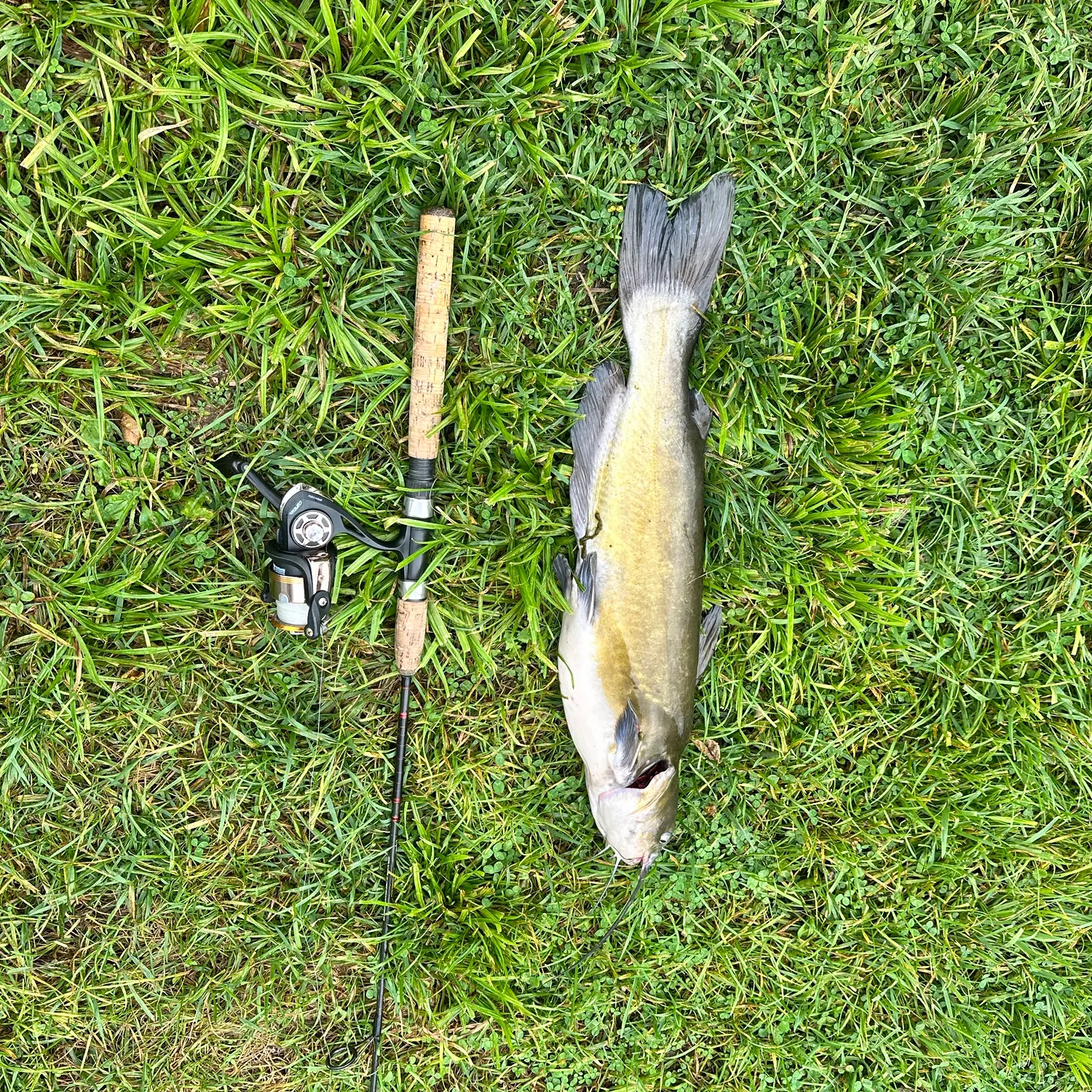 Channel catfish caught on Fishbrain