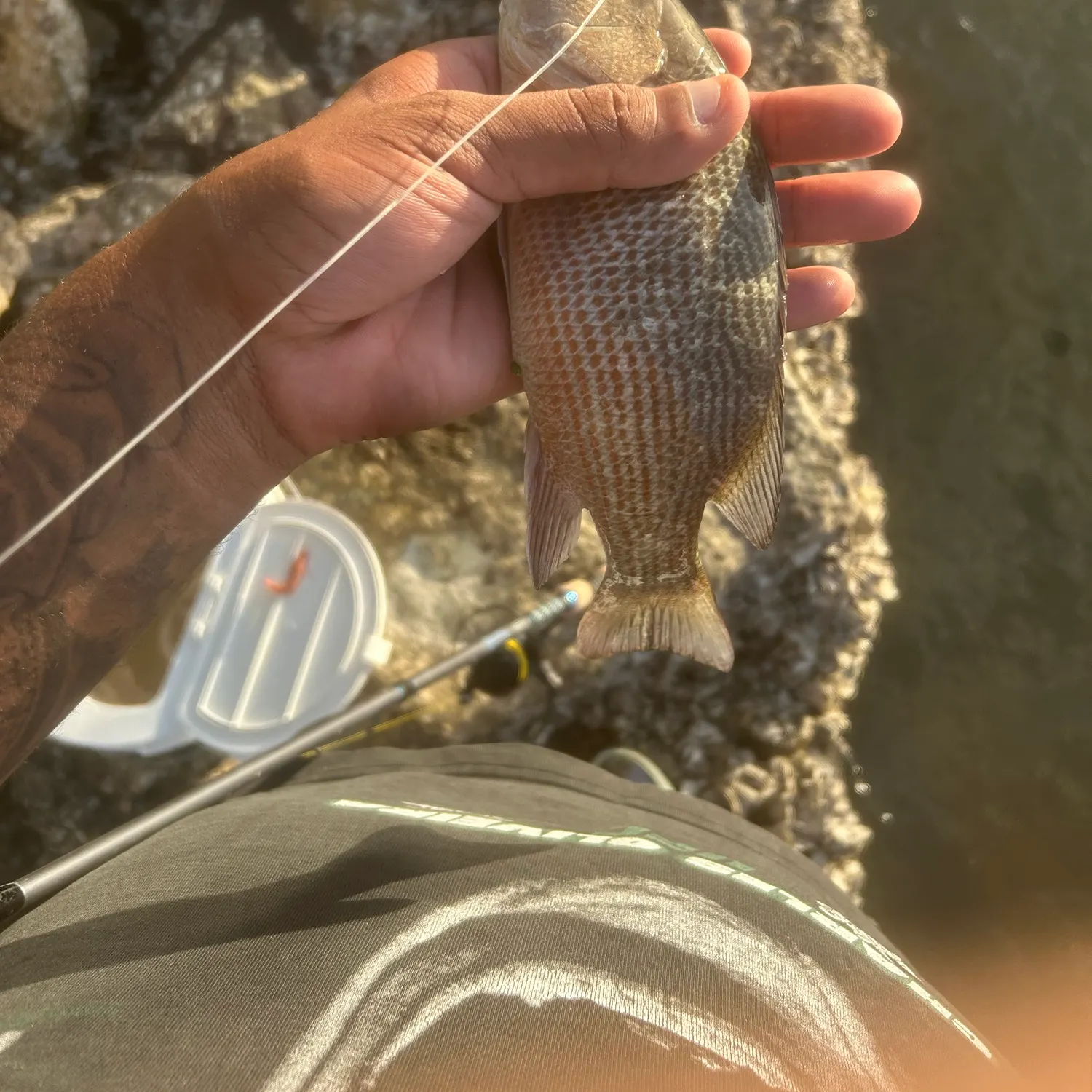 Mangrove snapper caught on Fishbrain