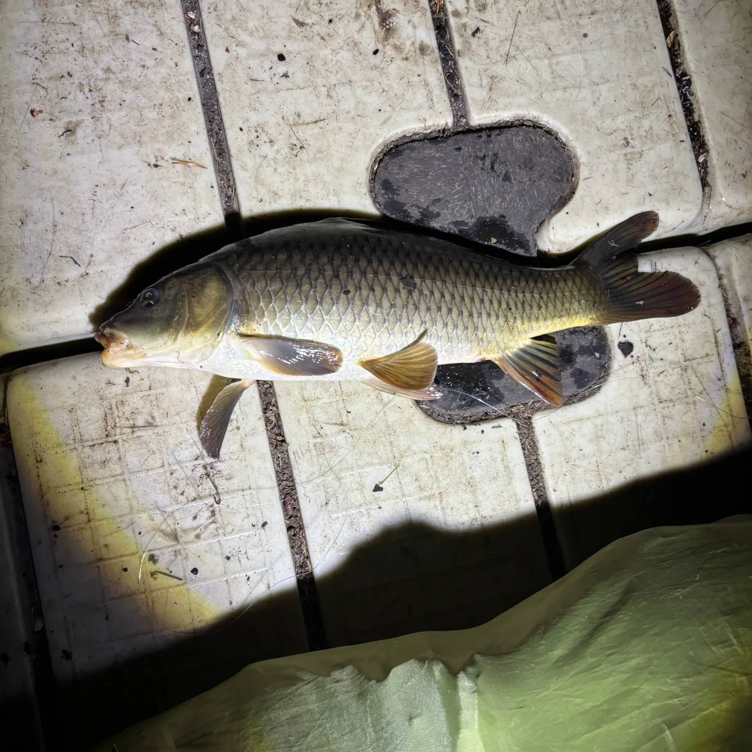 Common carp caught on Fishbrain
