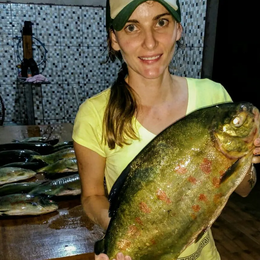 Small-scaled pacu caught on Fishbrain