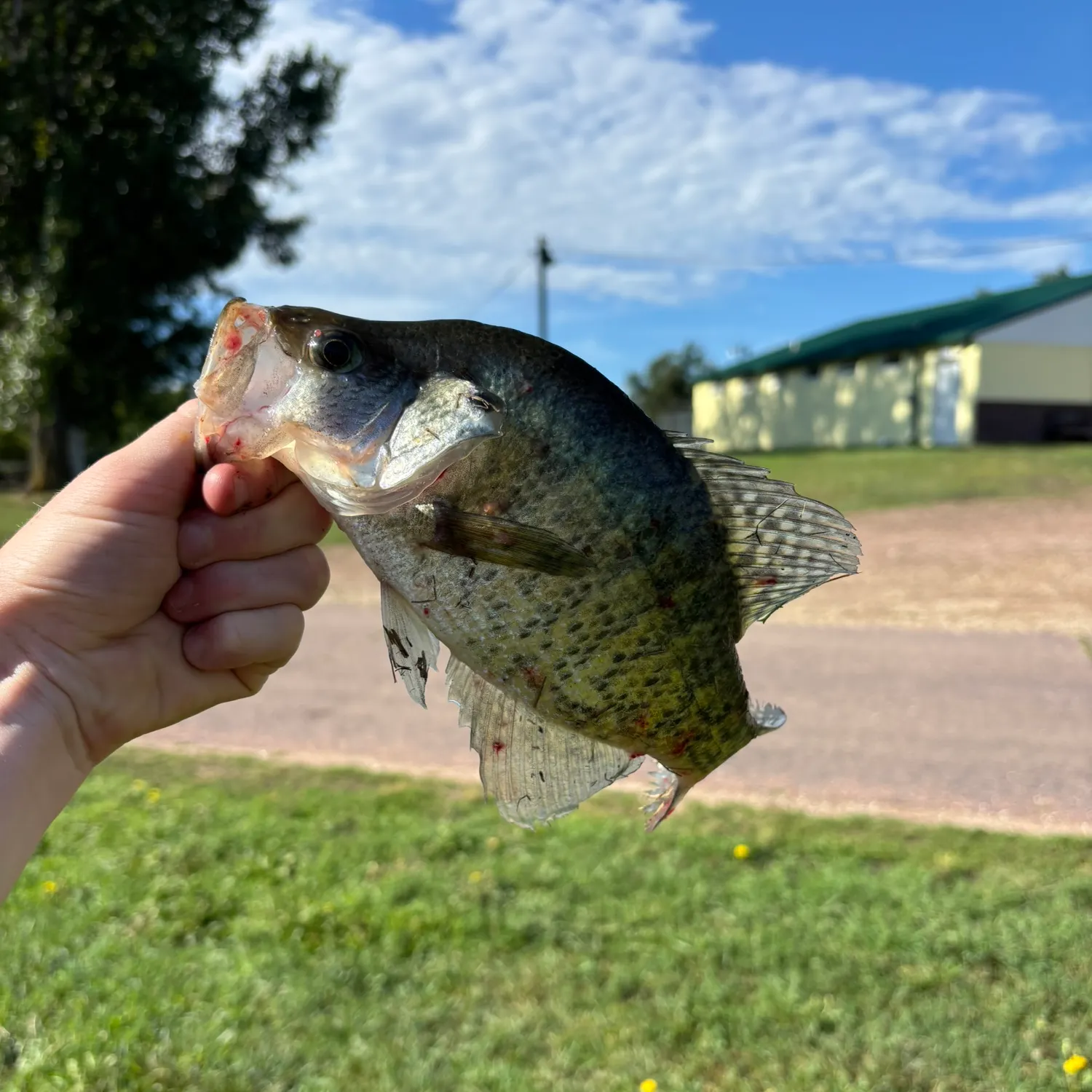 White crappie caught on Fishbrain