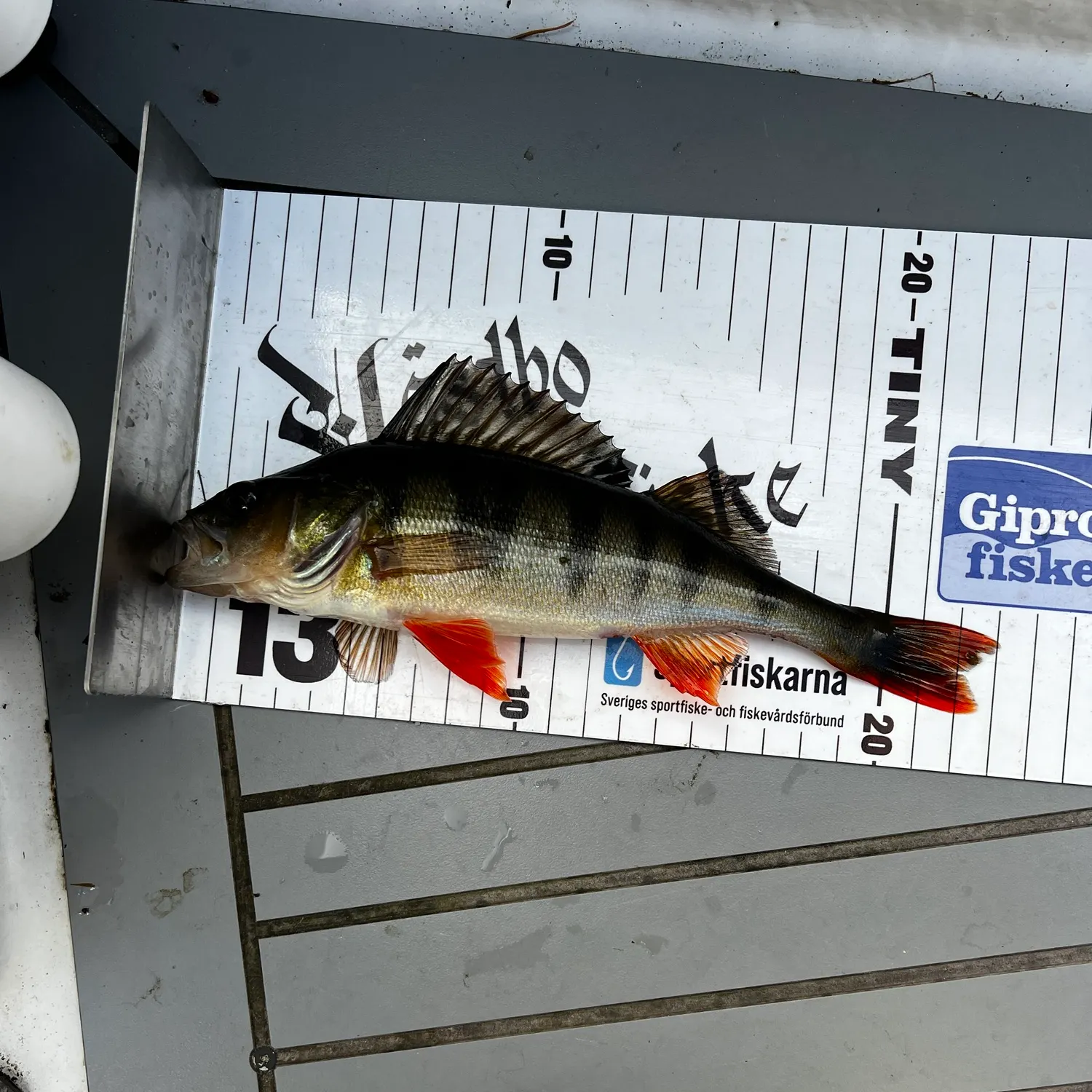 European perch caught on Fishbrain