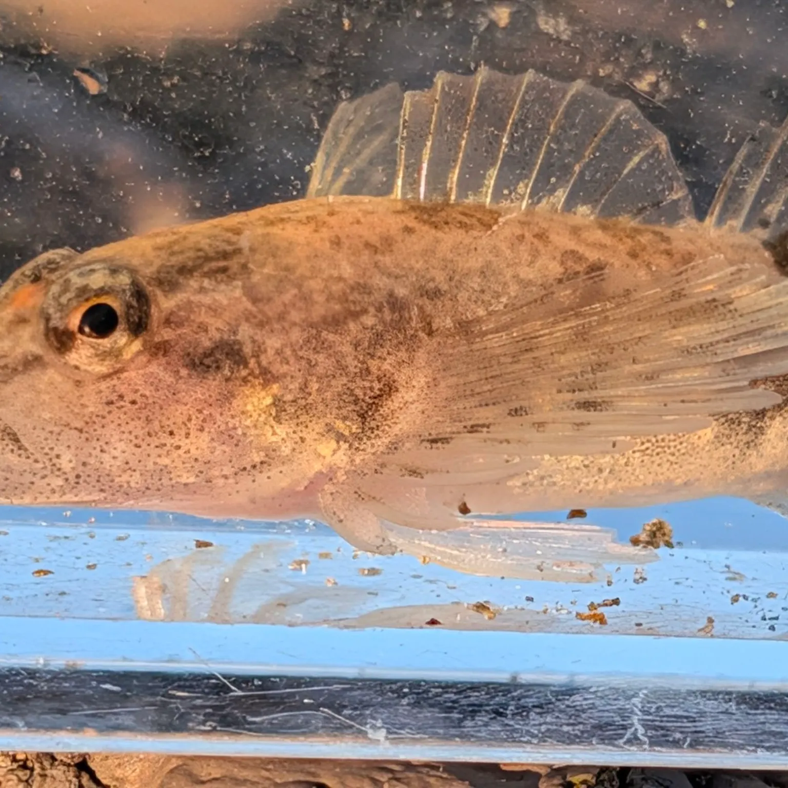 The most recent Slimy sculpin catches on Fishbrain