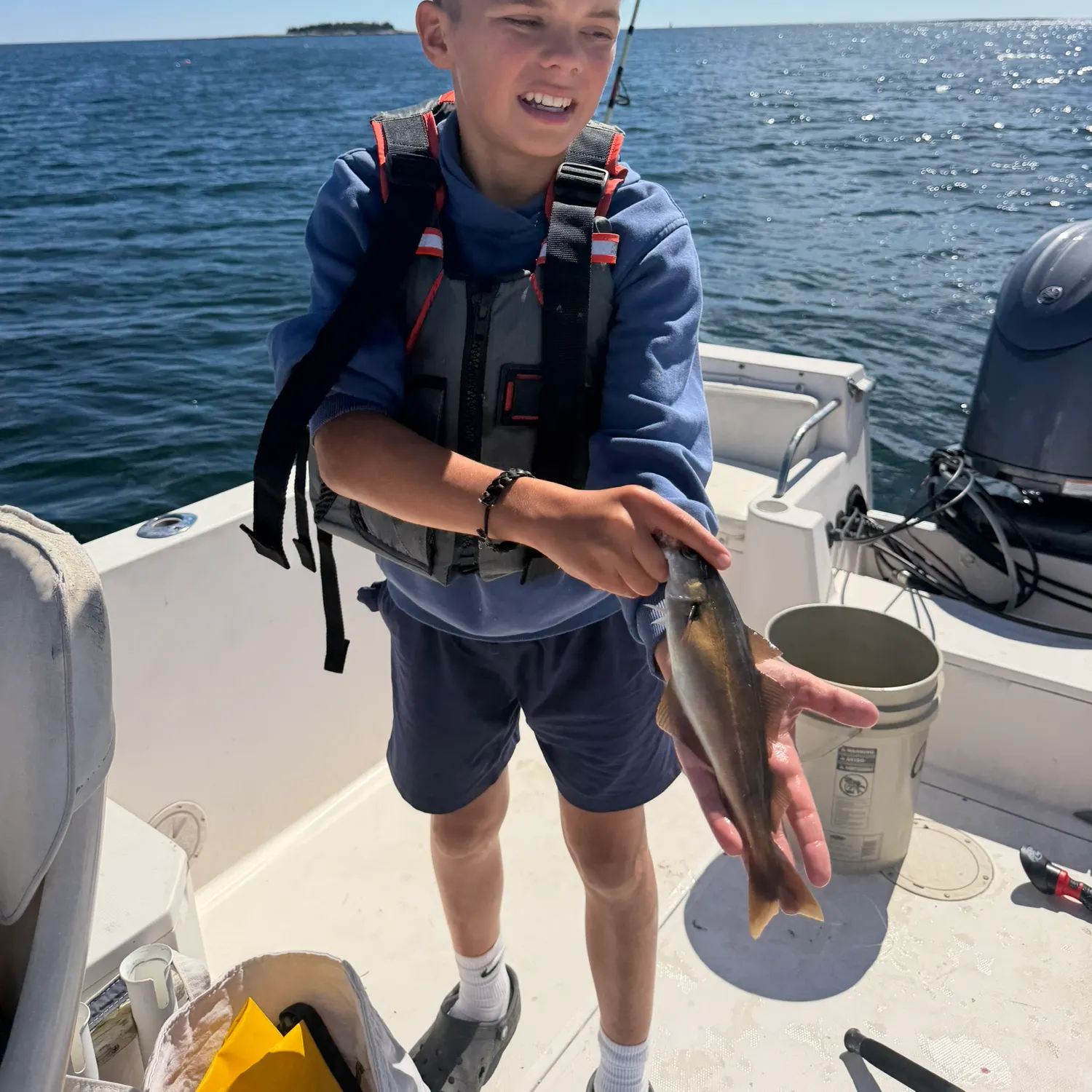 Atlantic pollock caught on Fishbrain