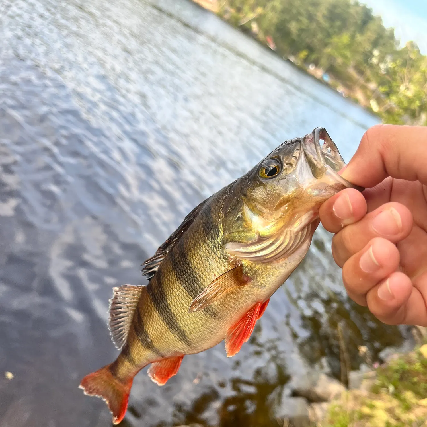 European perch caught on Fishbrain
