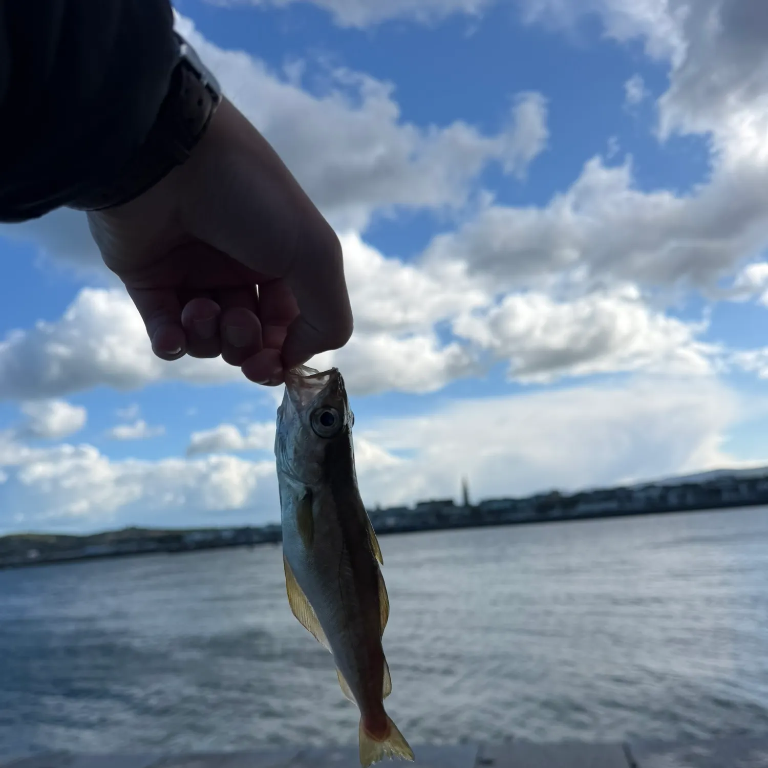 The most recent Pollack catches on Fishbrain