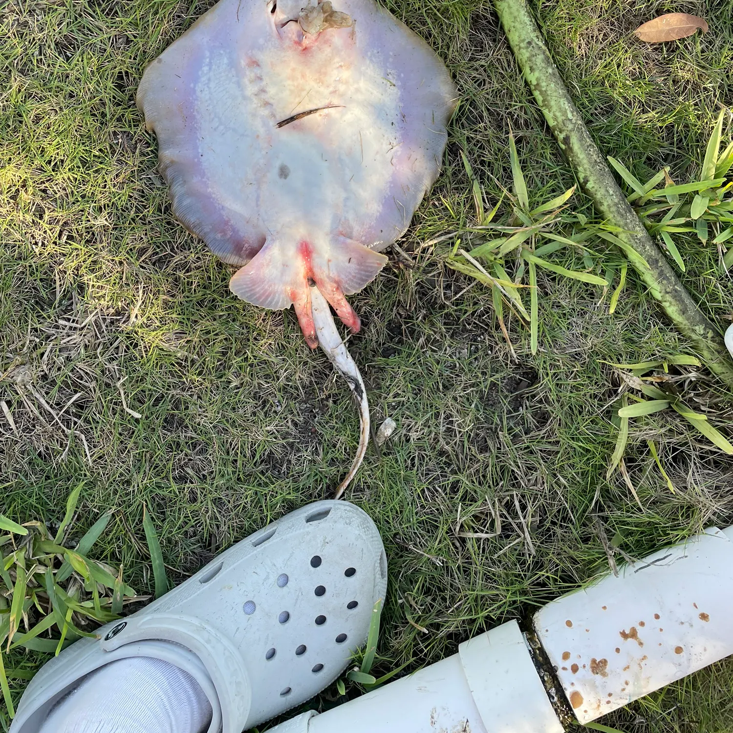 The most recent Atlantic stingray catches on Fishbrain