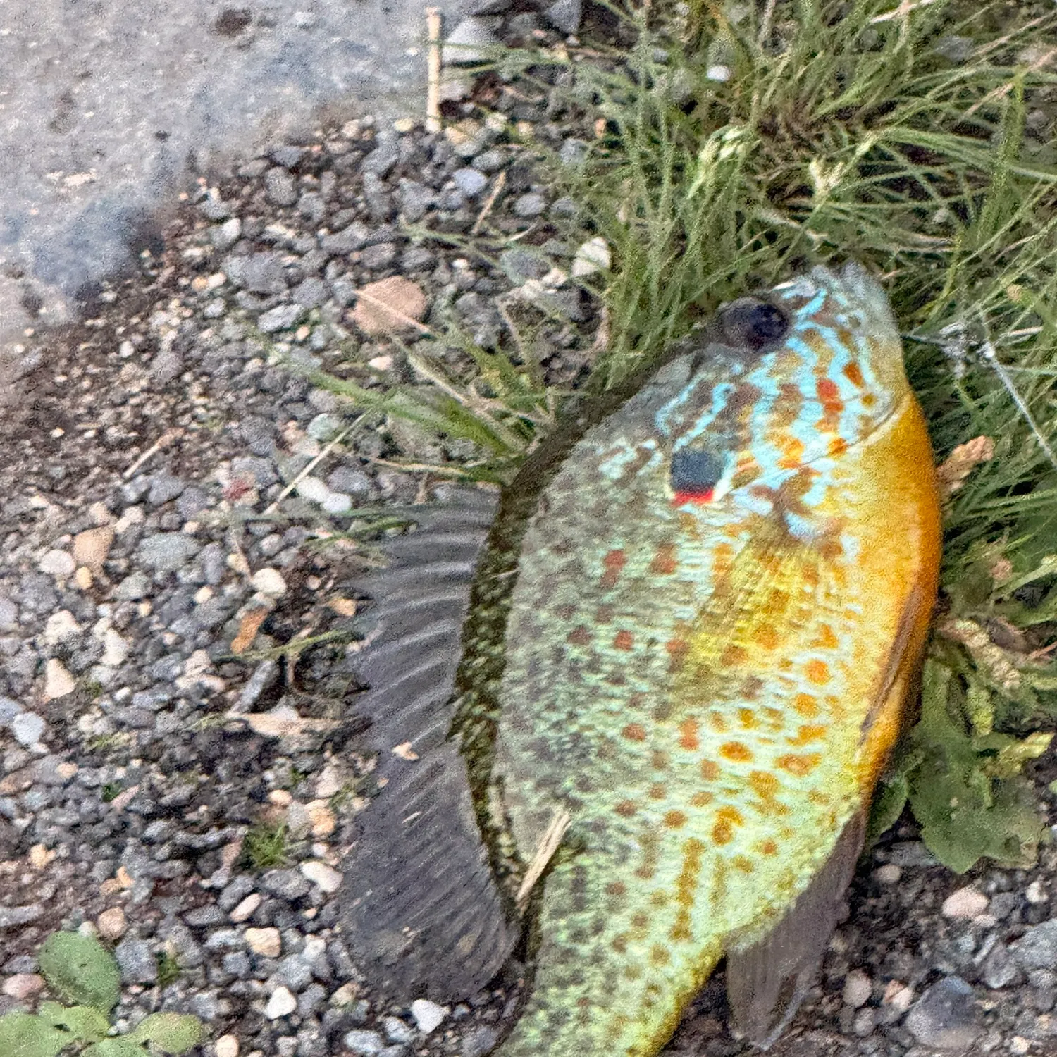 Bluegill caught on Fishbrain