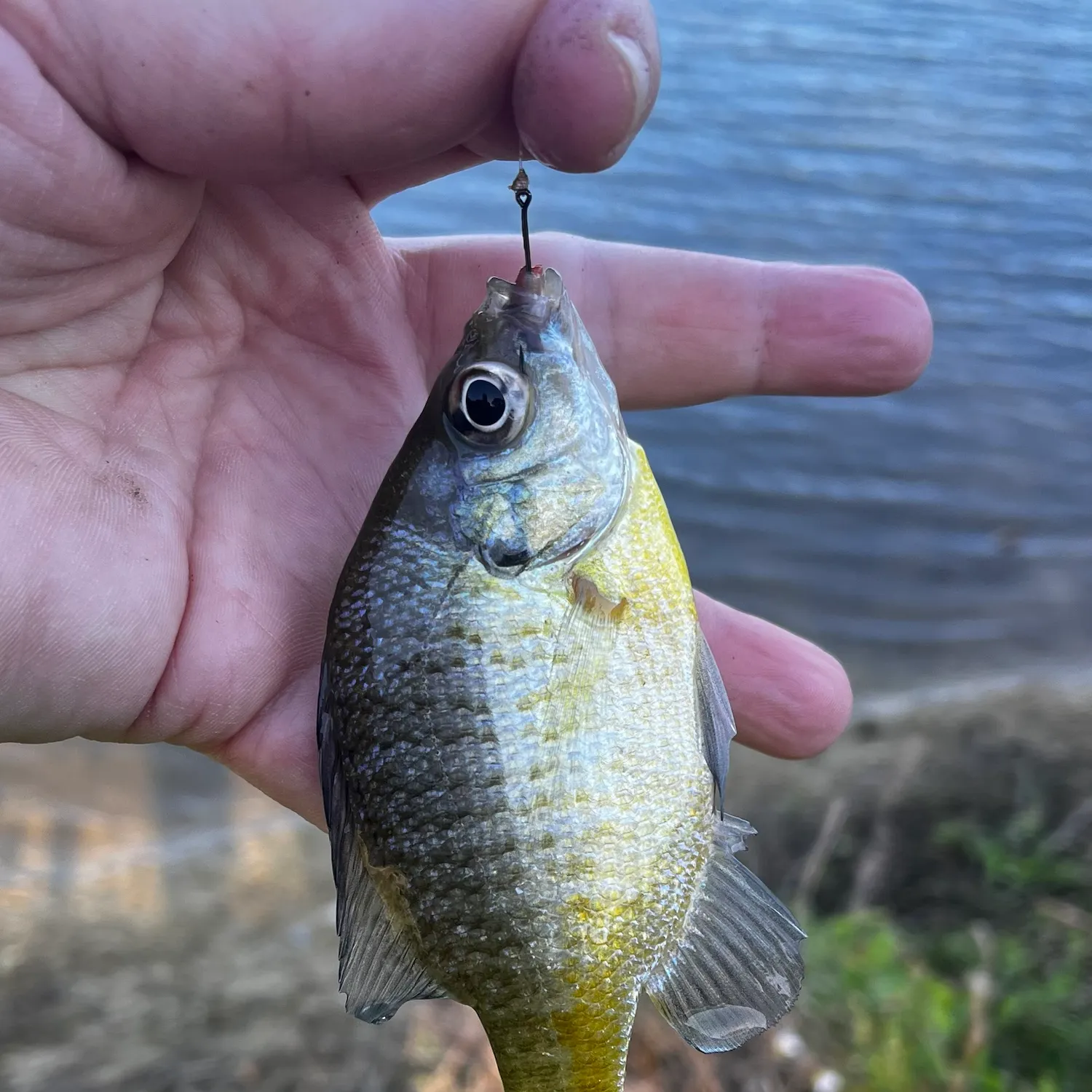 Bluegill caught on Fishbrain