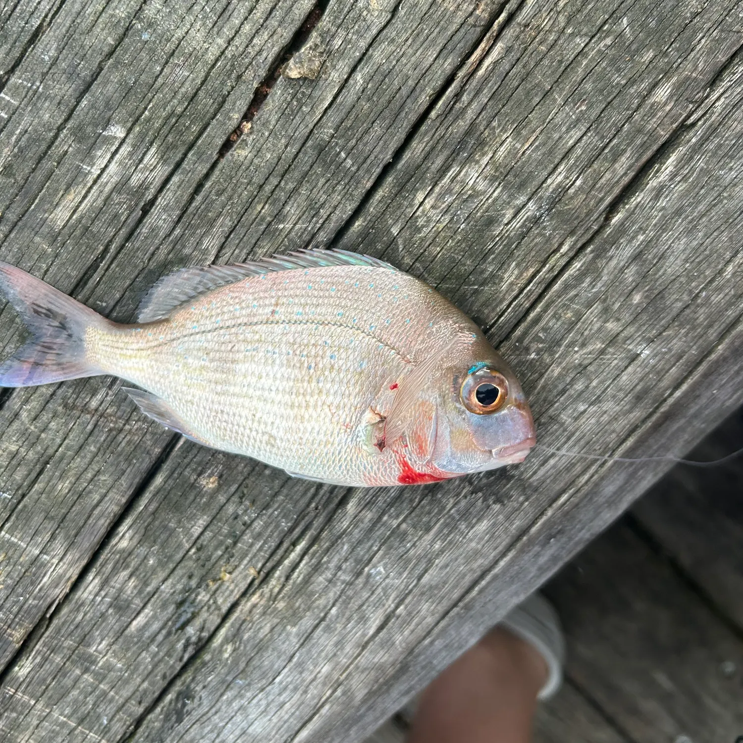 Australasian snapper caught on Fishbrain
