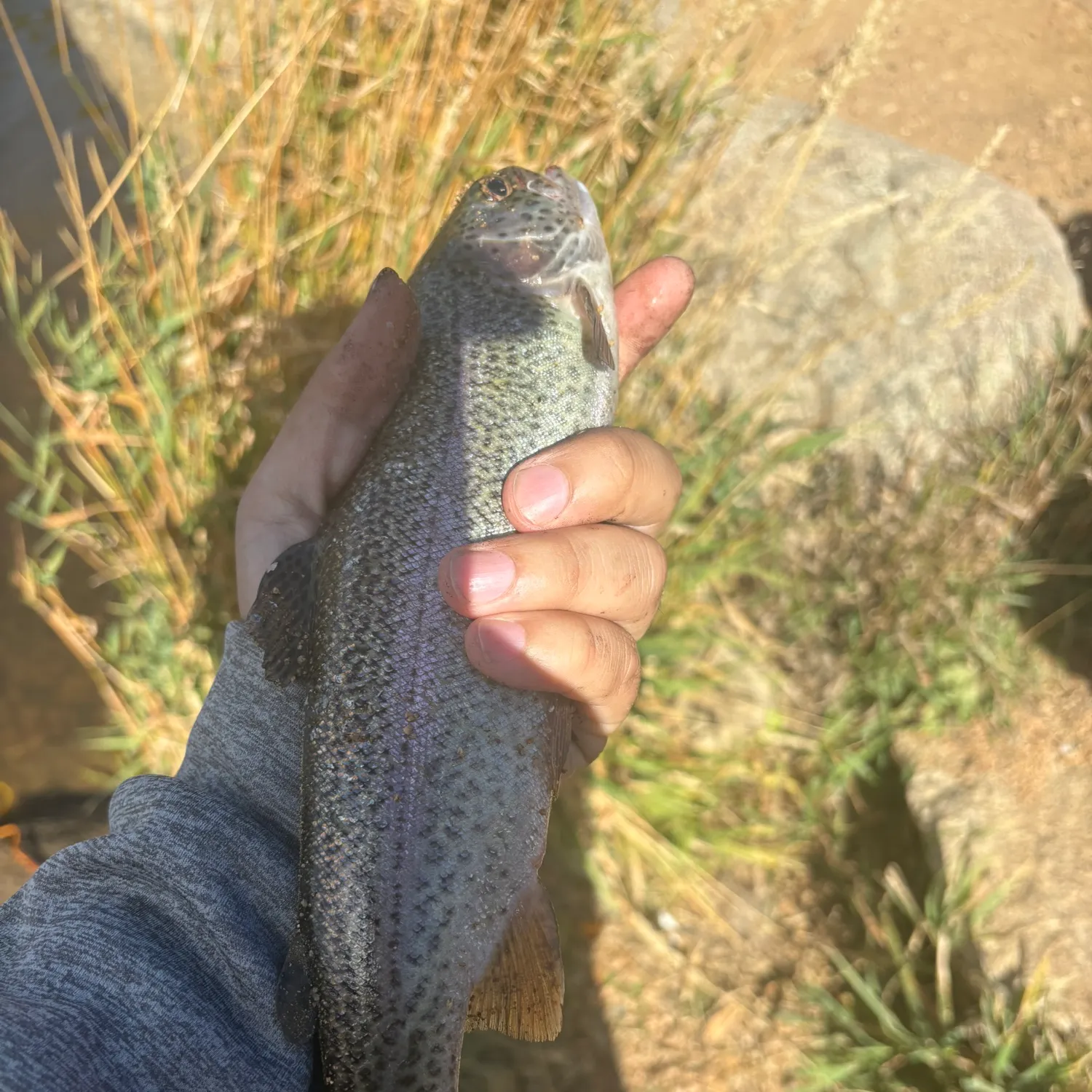 Cutbow caught on Fishbrain