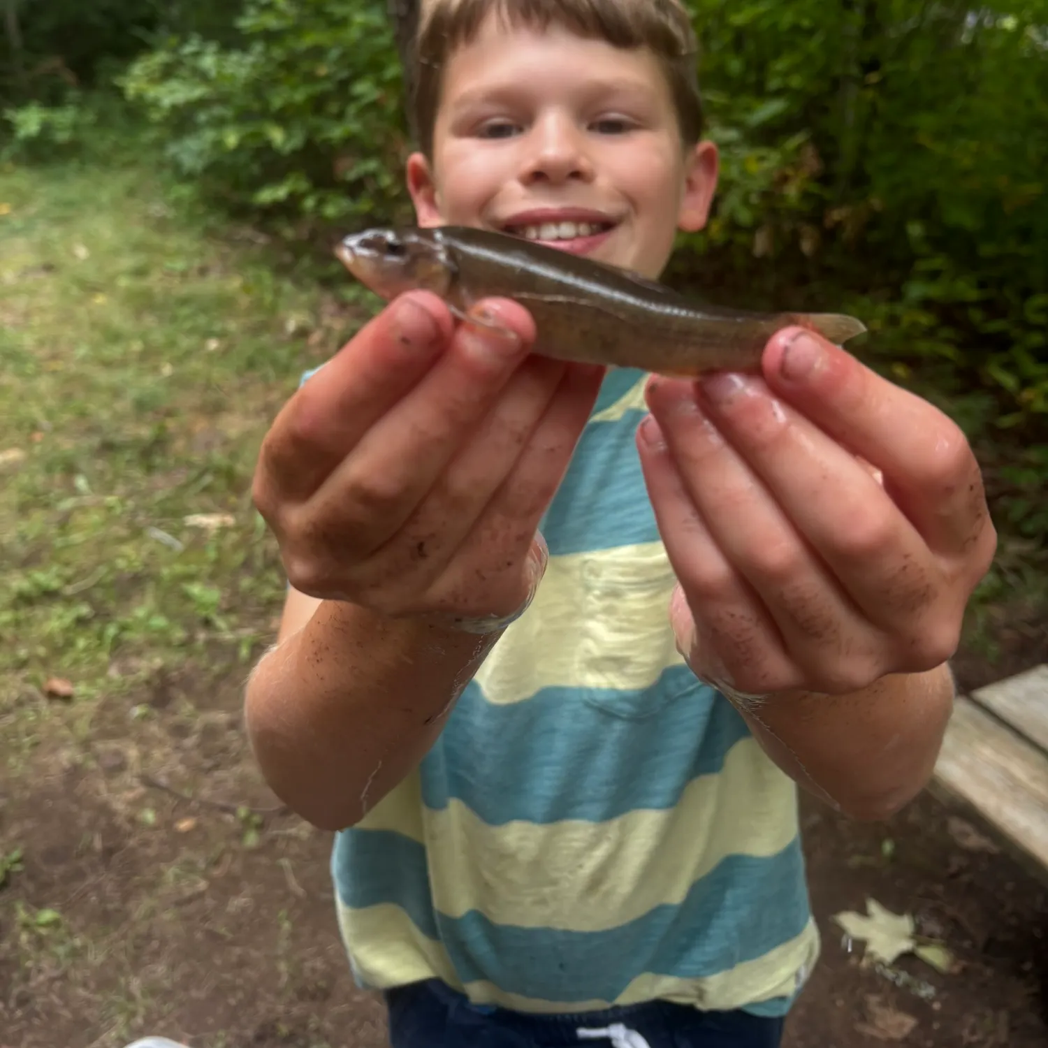 Cutlips minnow caught on Fishbrain