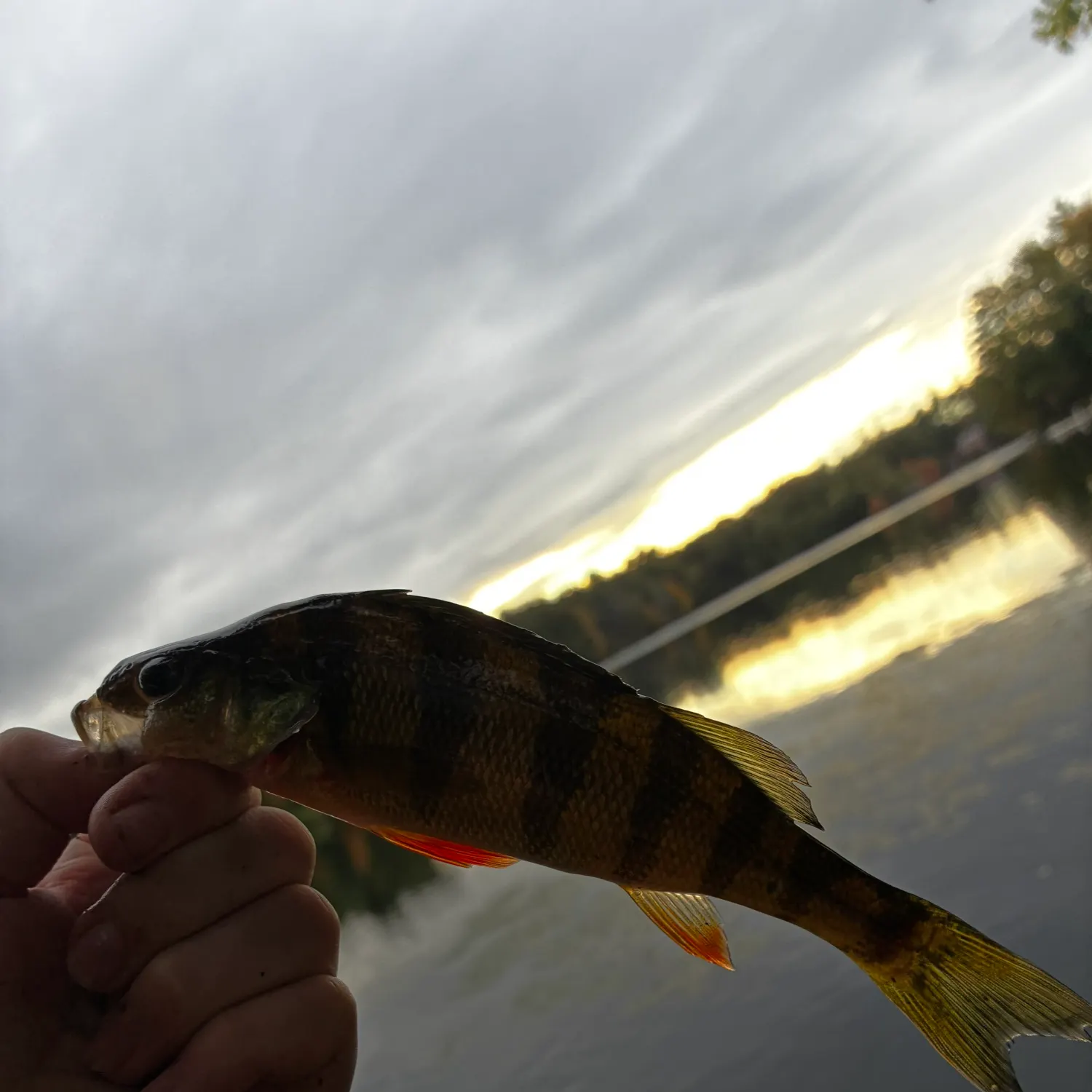 Yellow perch caught on Fishbrain