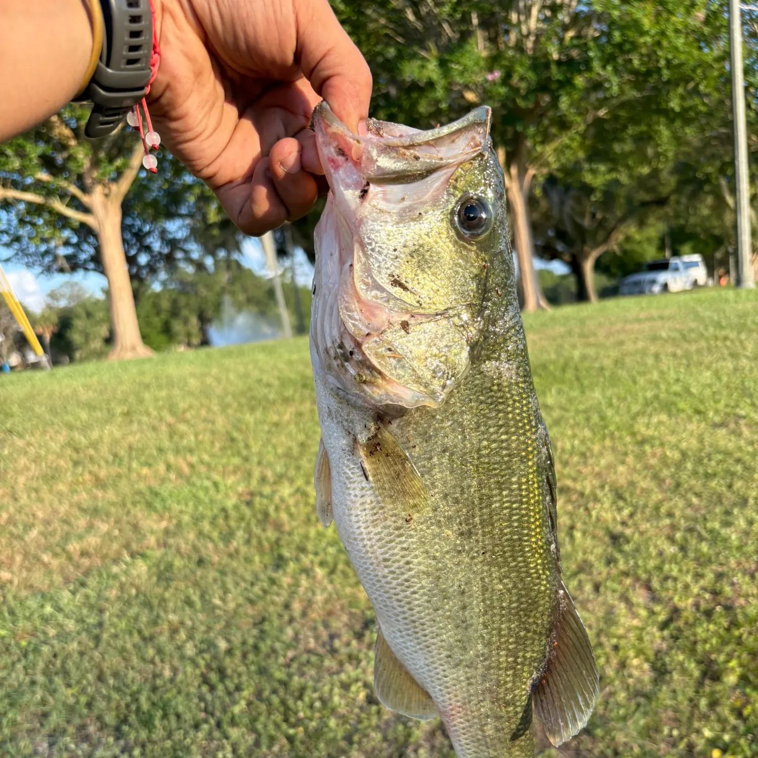 ᐅ Tuscawilla Park Lake fishing reports🎣• Ocala, FL (United States) fishing