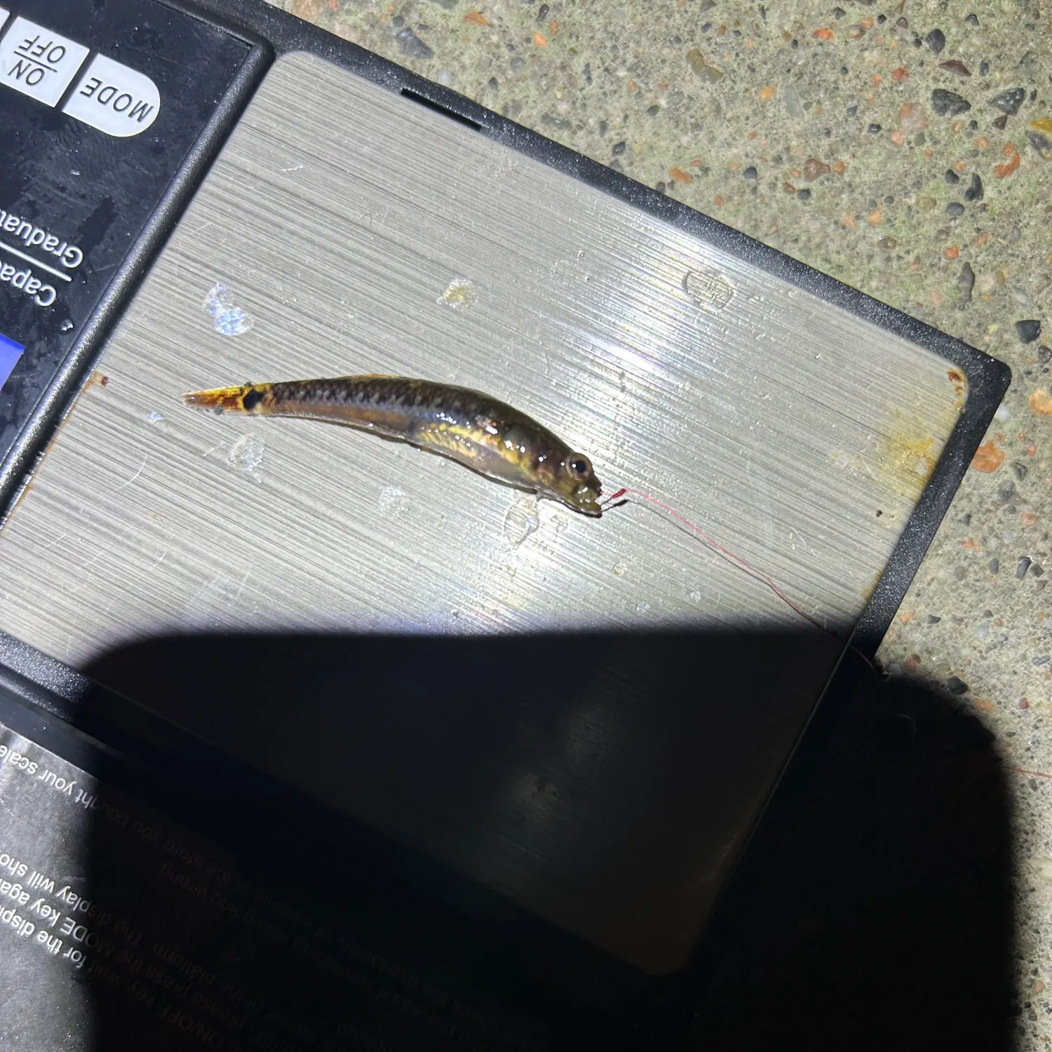 The most recent Two-spotted goby catches on Fishbrain