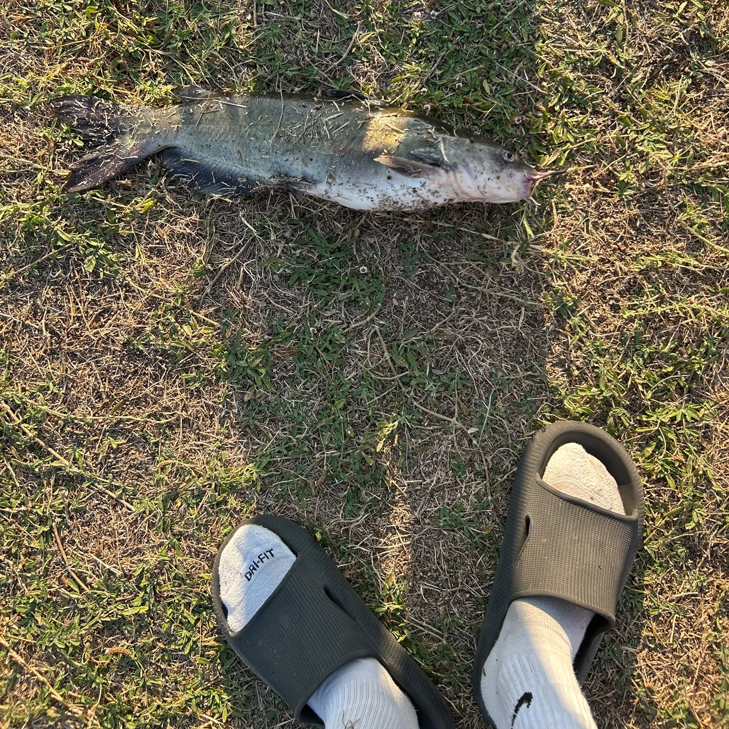 Channel catfish caught on Fishbrain