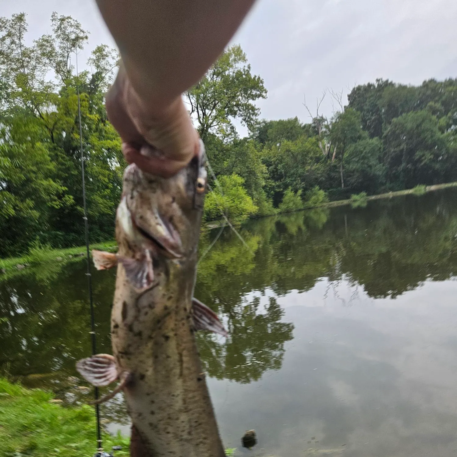 Channel catfish caught on Fishbrain