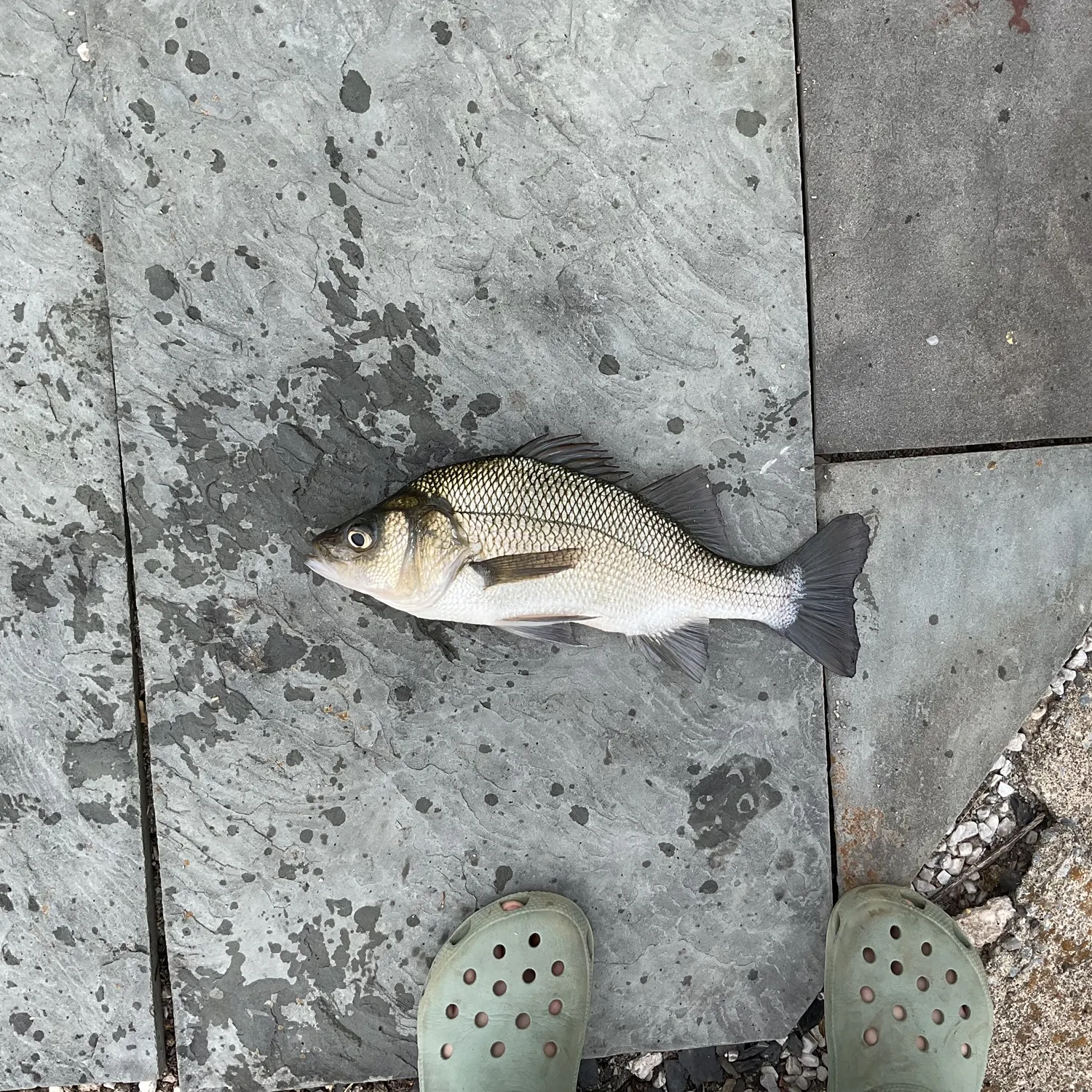 White perch caught on Fishbrain