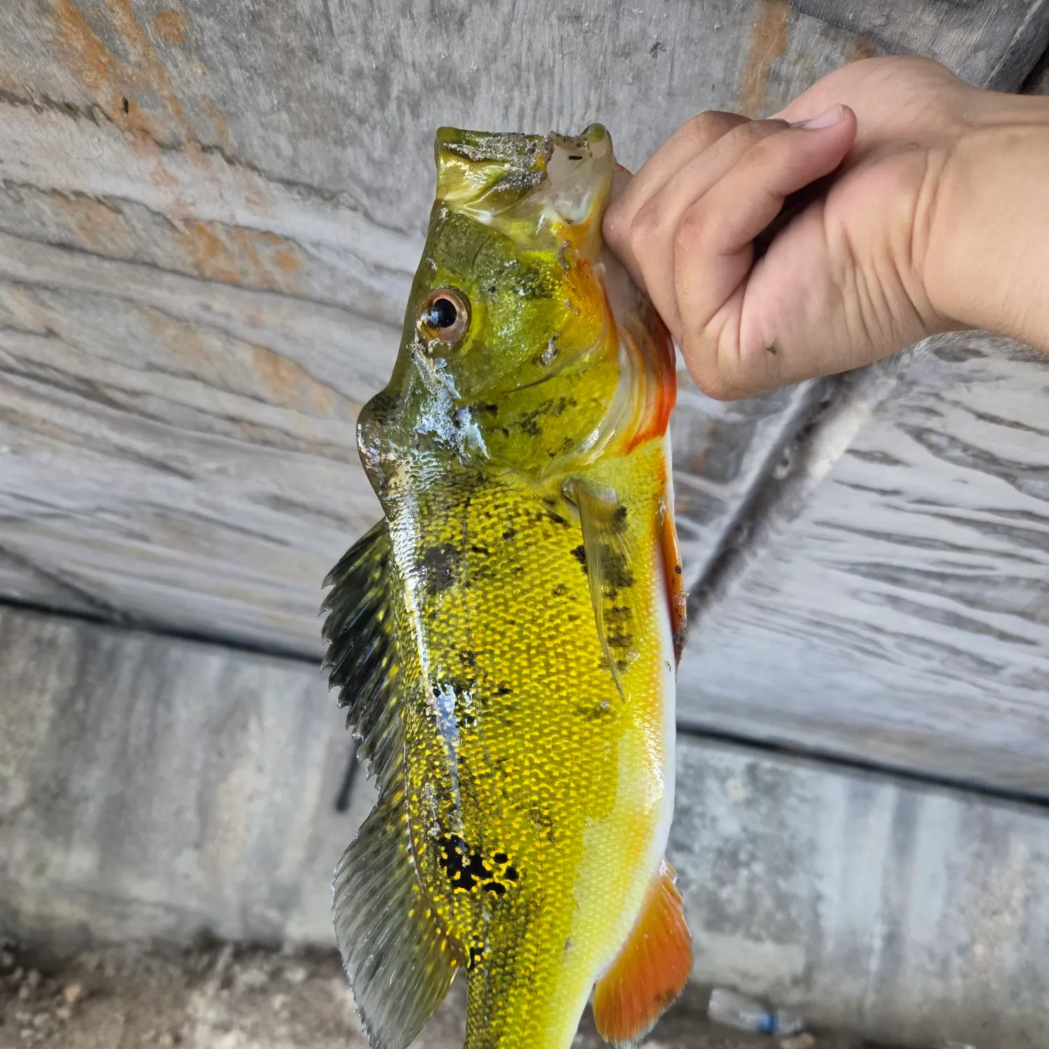 Speckled peacock bass caught on Fishbrain