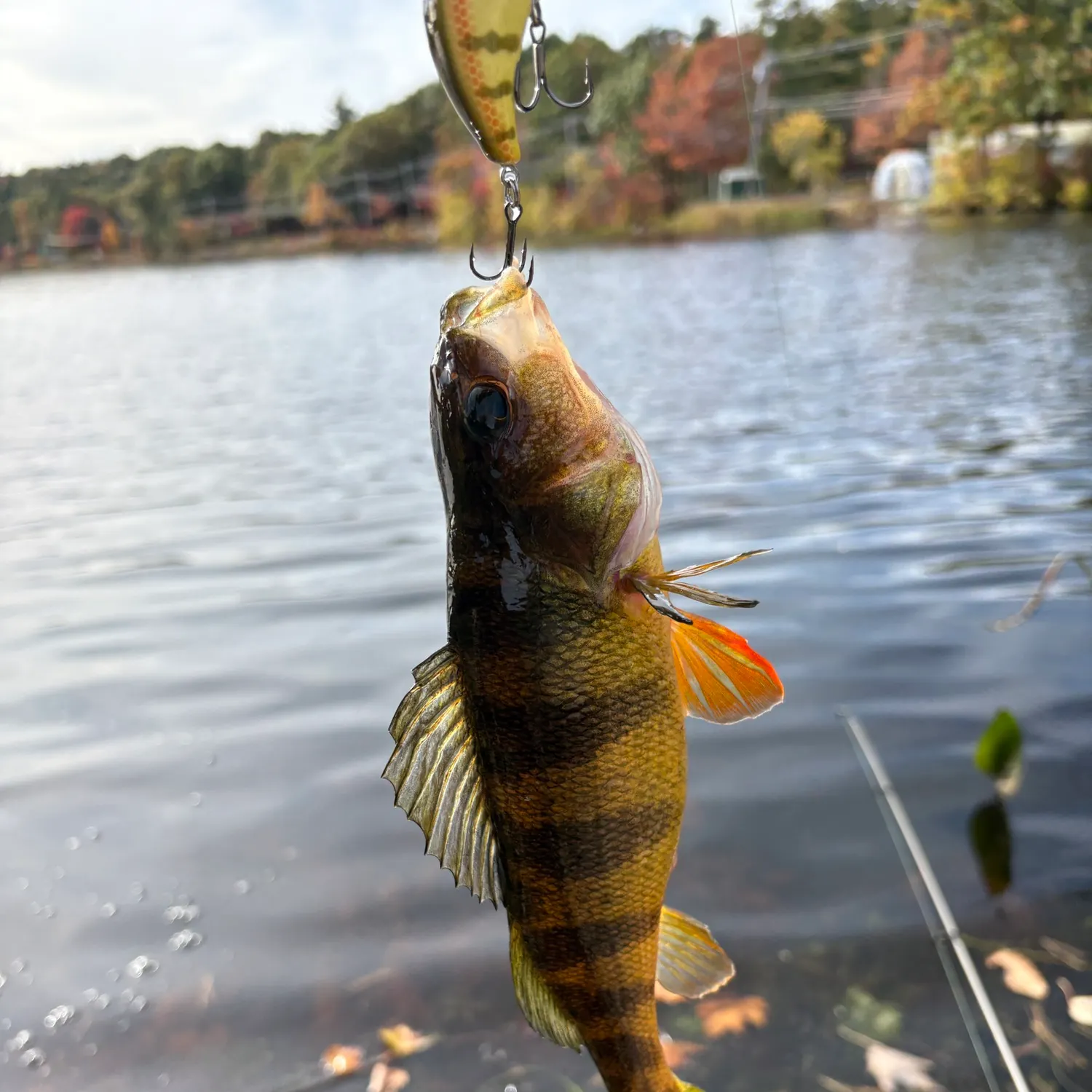 Yellow perch caught on Fishbrain