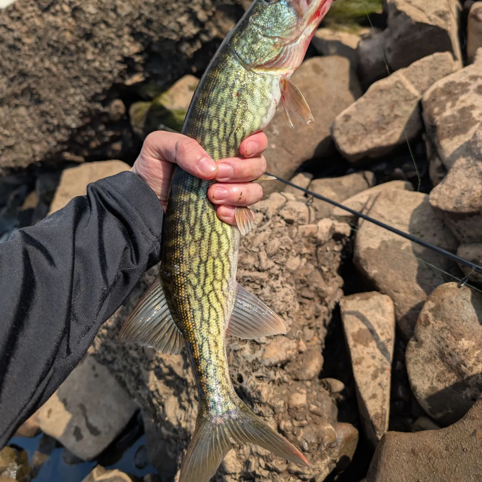 The most recent Chain pickerel catches on Fishbrain