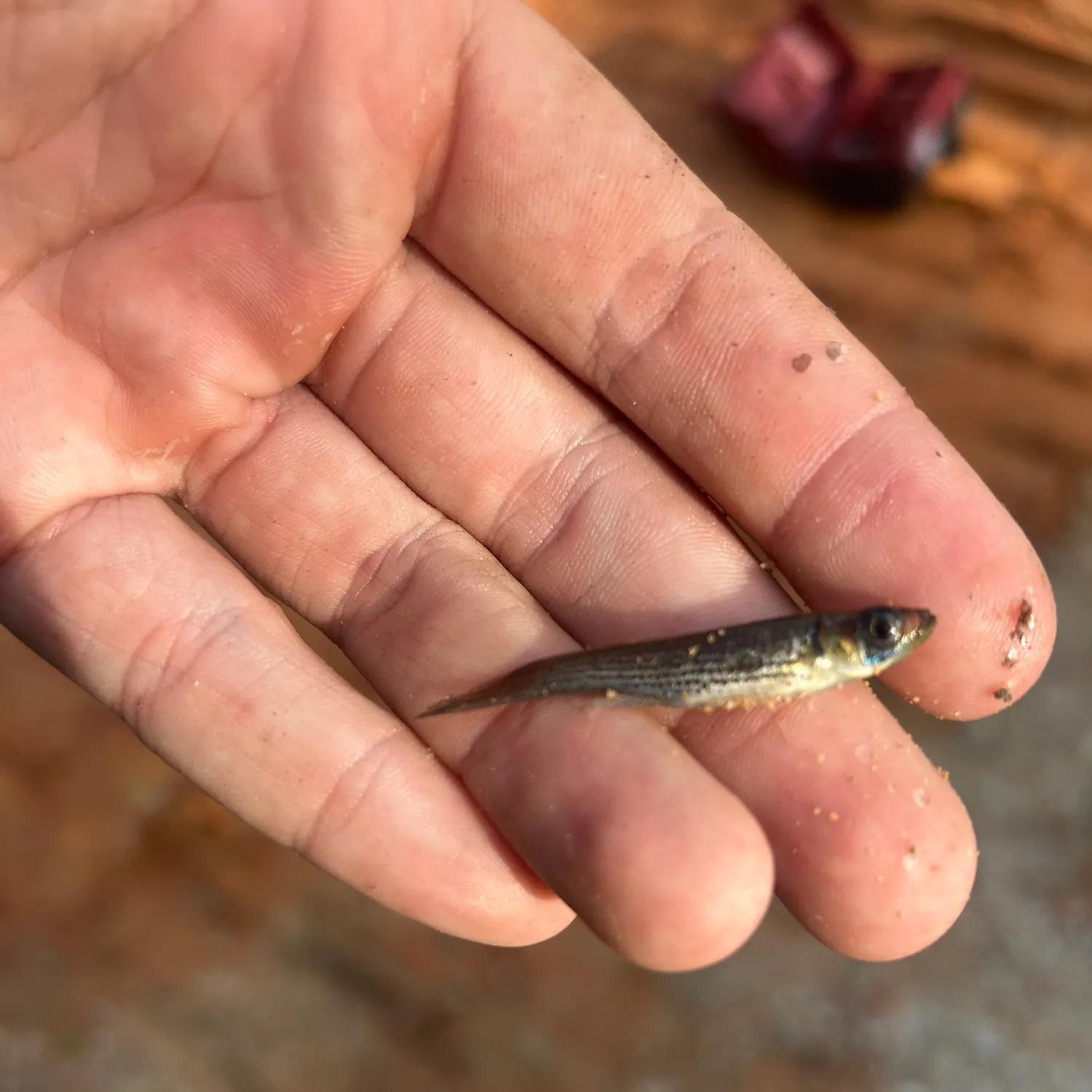 The most recent Russetfin topminnow catches on Fishbrain