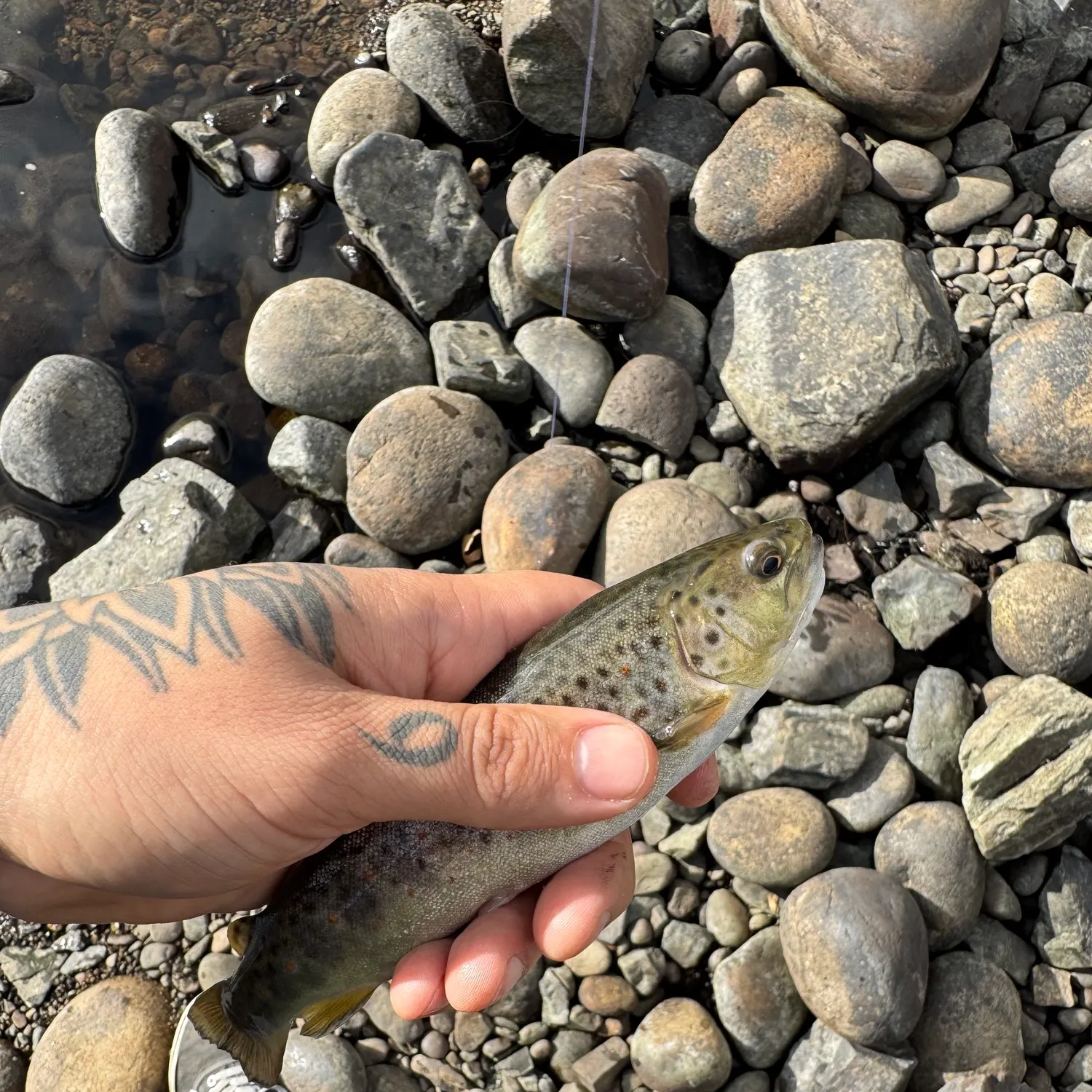 The most recent Lake trout catches on Fishbrain