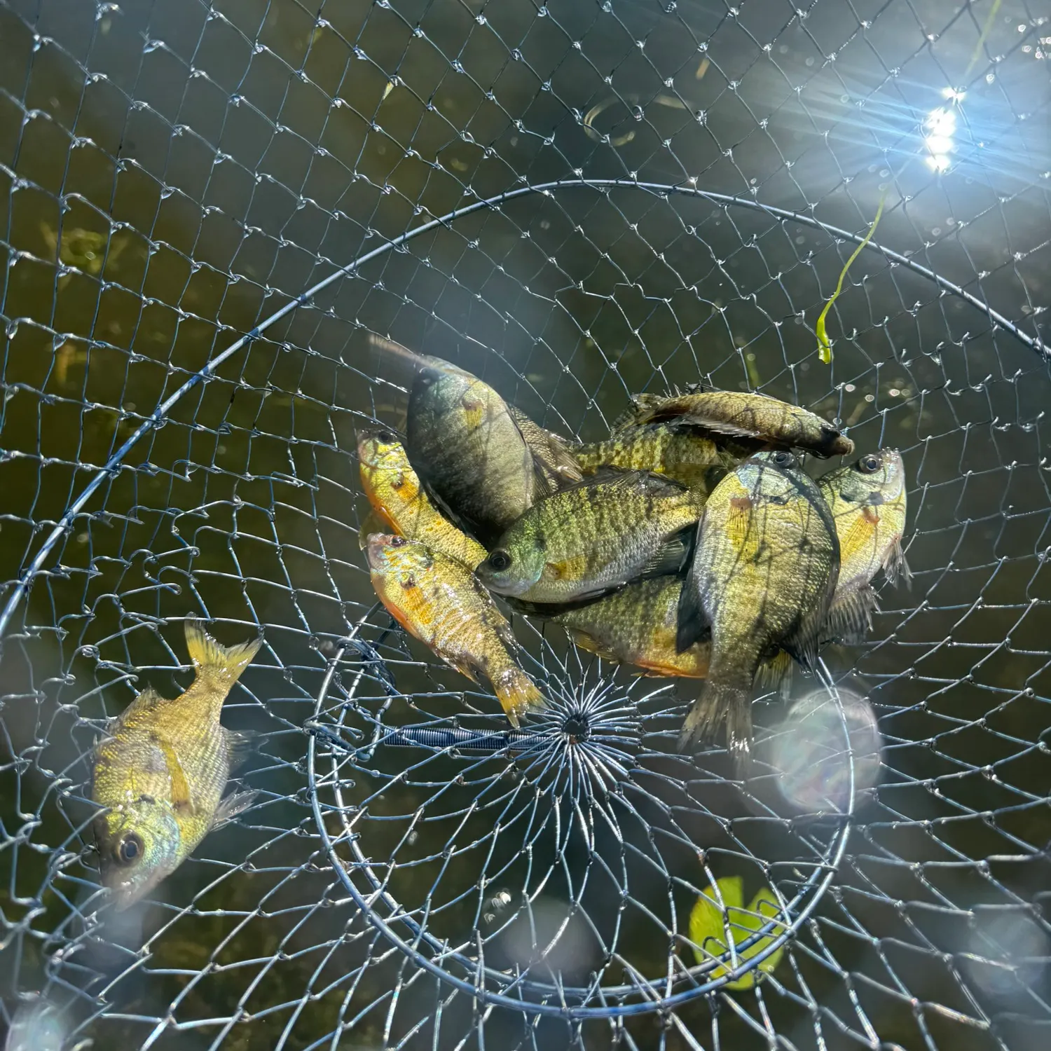 Bluegill caught on Fishbrain