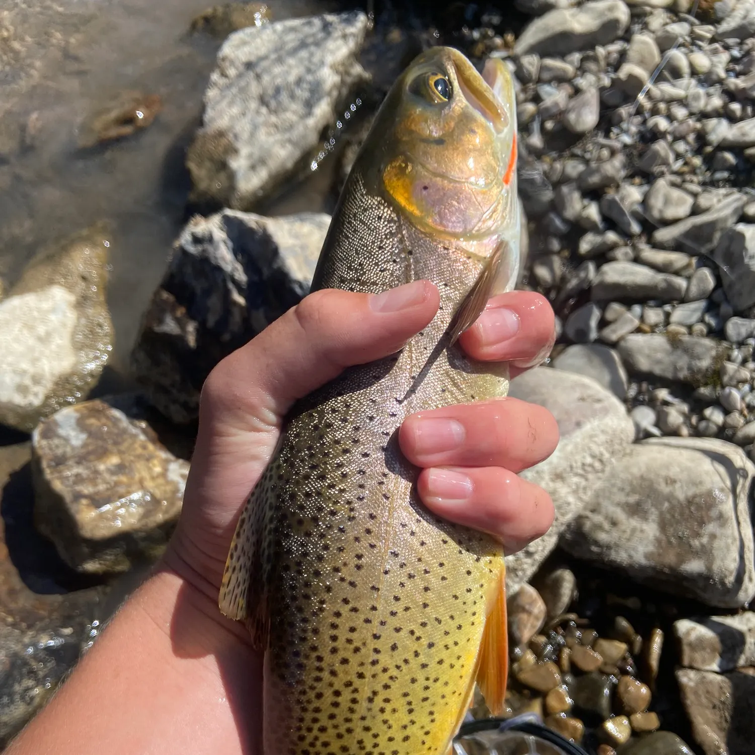 The most recent Snake River fine-spotted cutthroat trout catches on Fishbrain