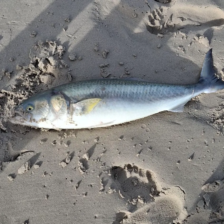 The most recent Western Australian salmon catches on Fishbrain