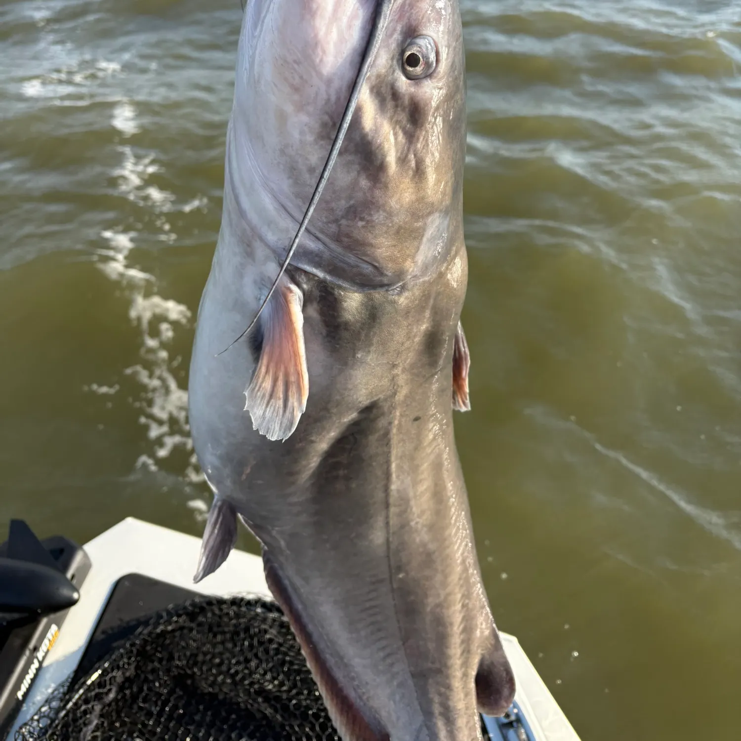 Blue catfish caught on Fishbrain