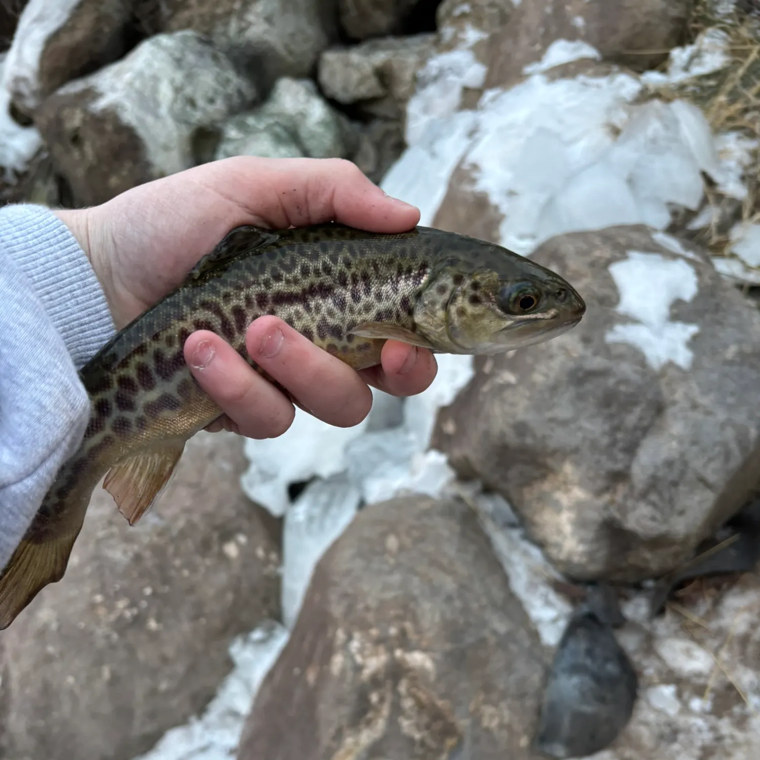The most recent Tiger trout catches on Fishbrain