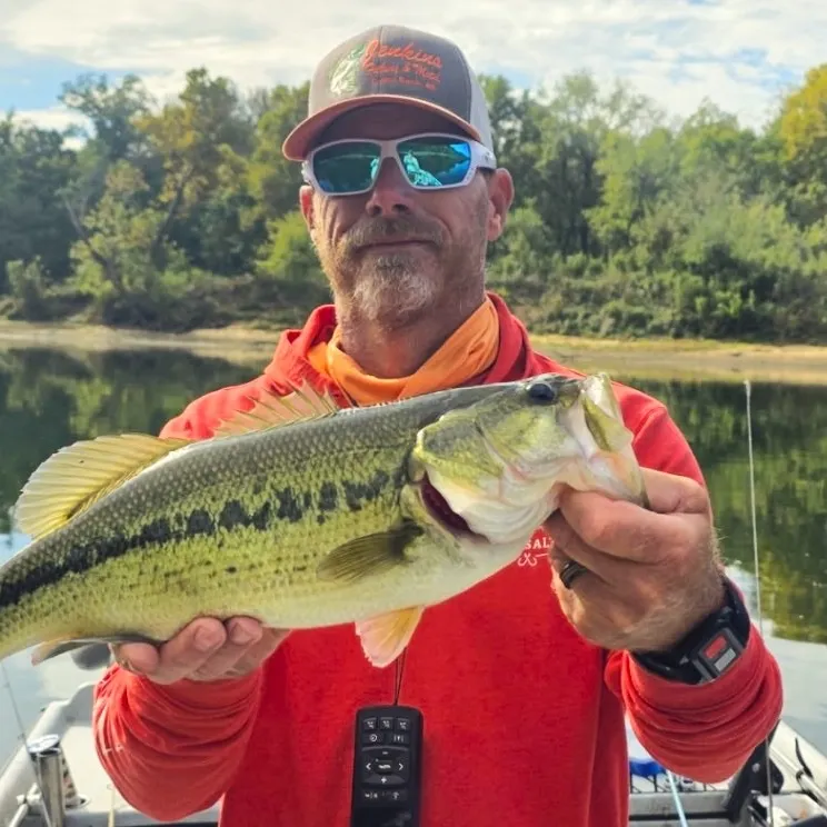 Largemouth bass caught on Fishbrain