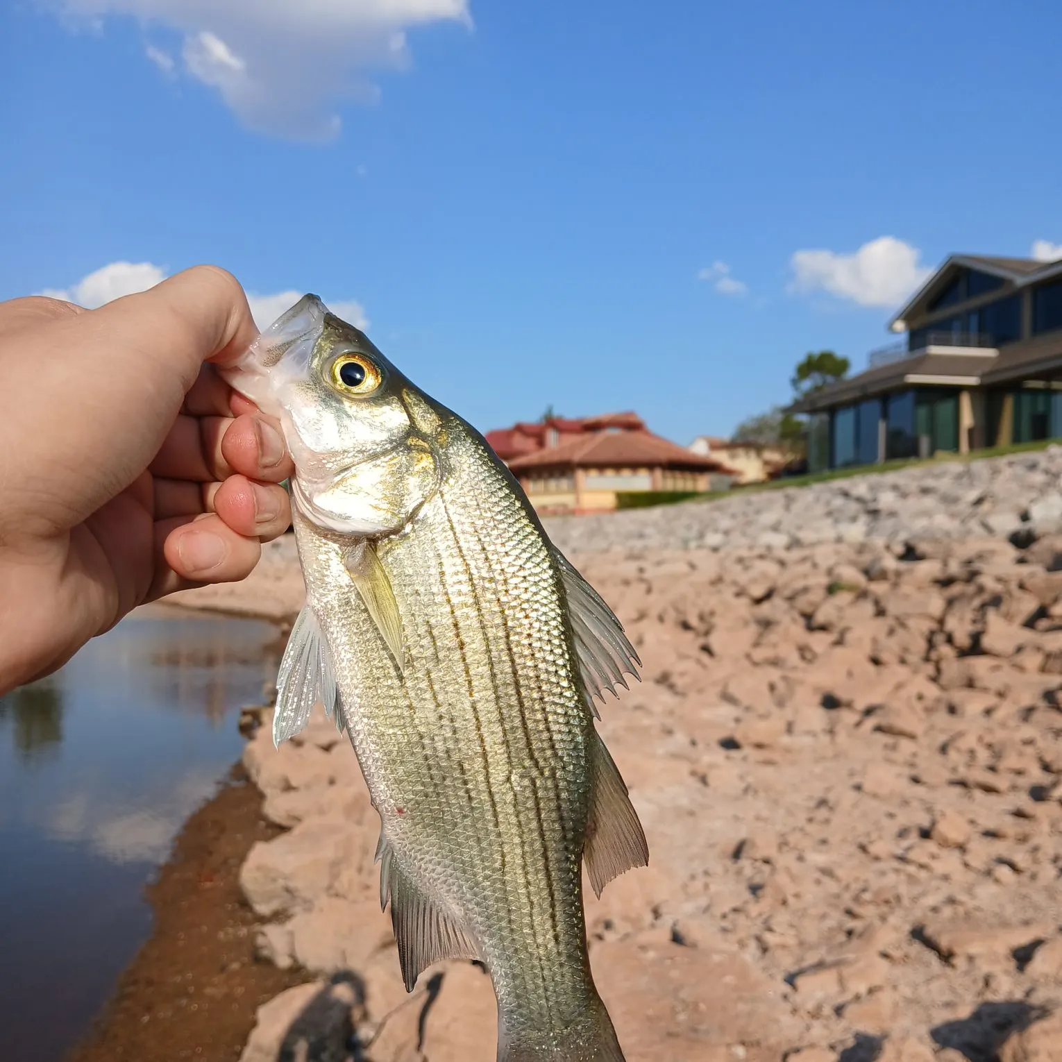 White bass caught on Fishbrain