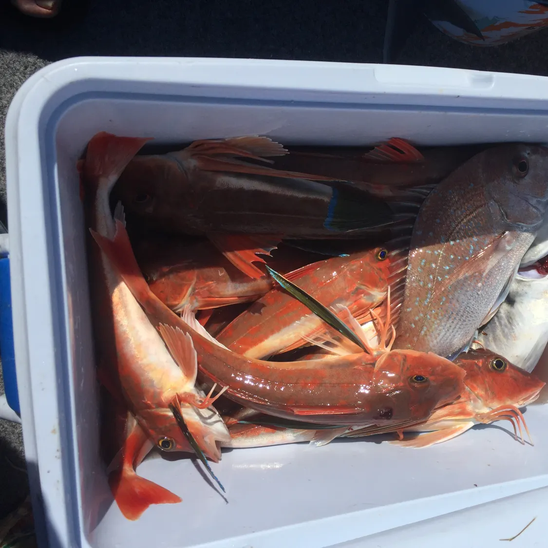 recently logged catches