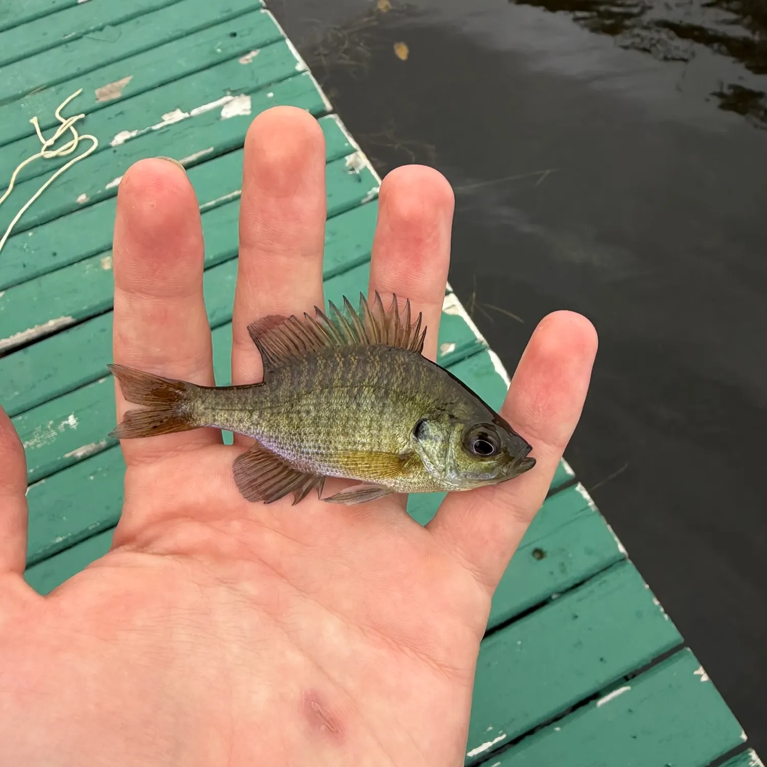 Bluegill caught on Fishbrain